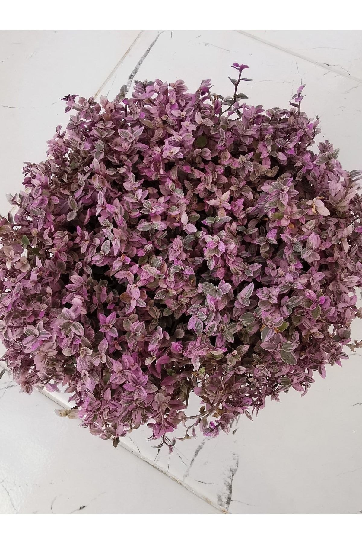 Callisia Pink Lady 