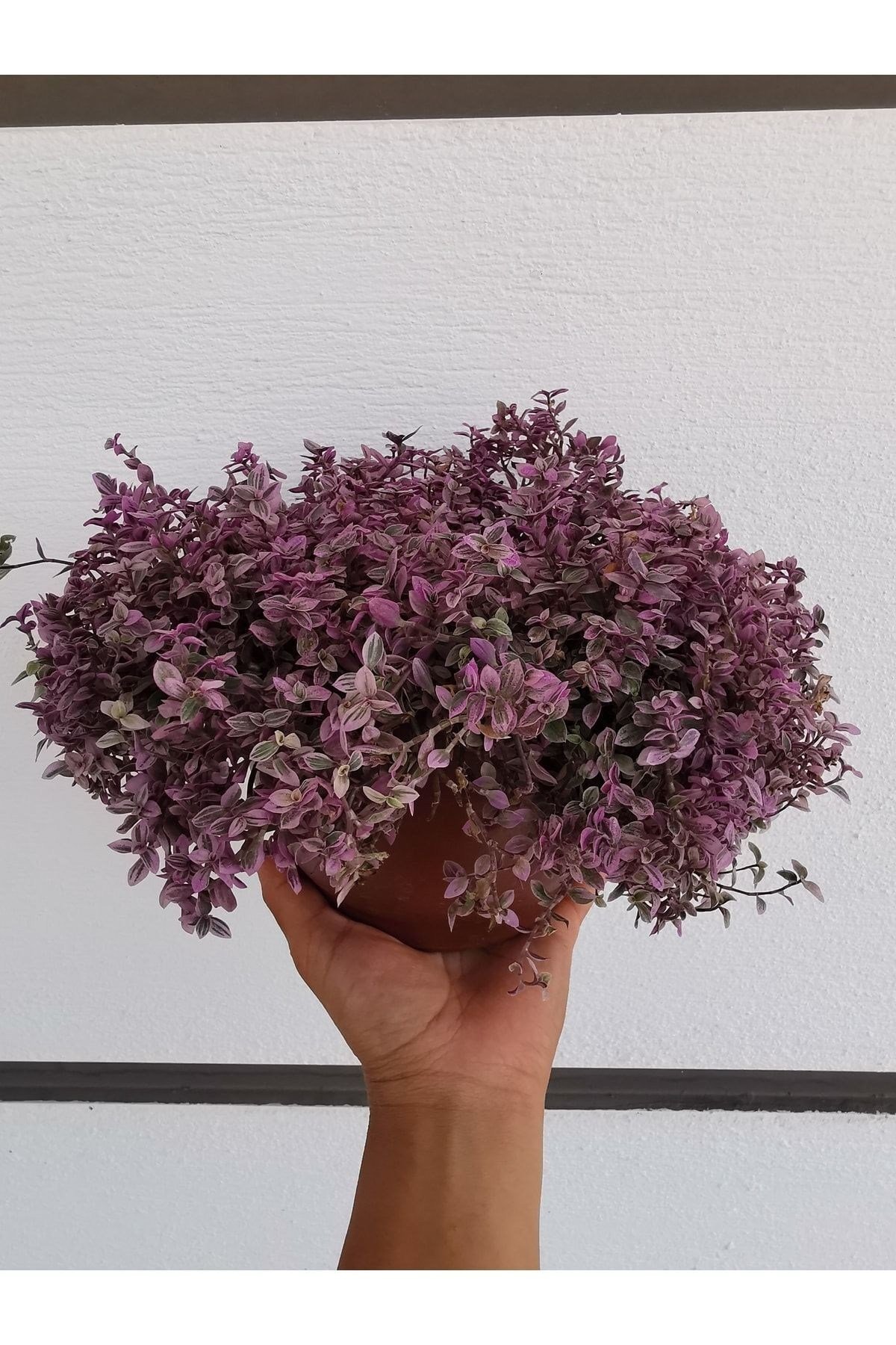 Callisia Pink Lady 