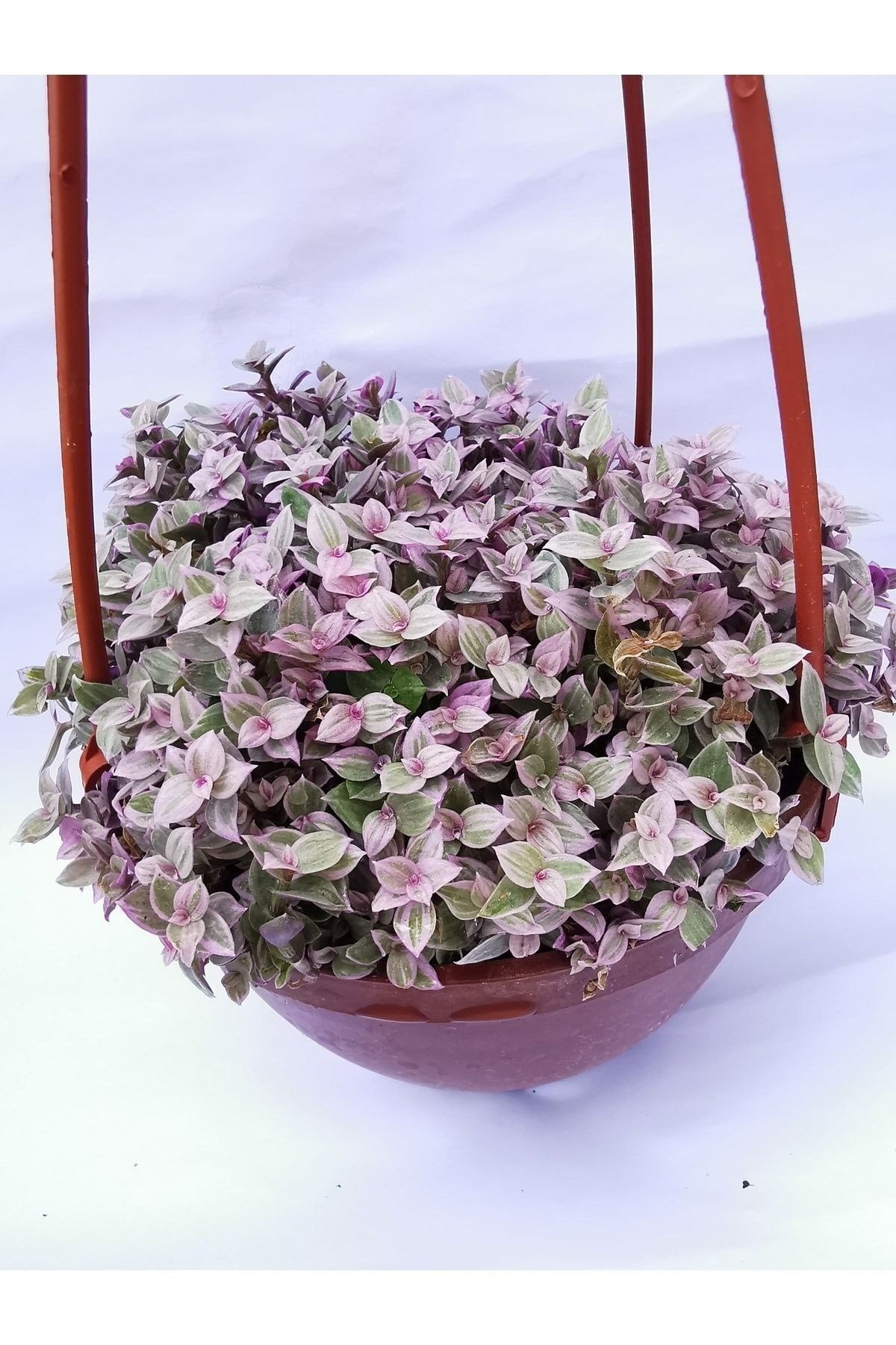 Callisia Pink Lady 