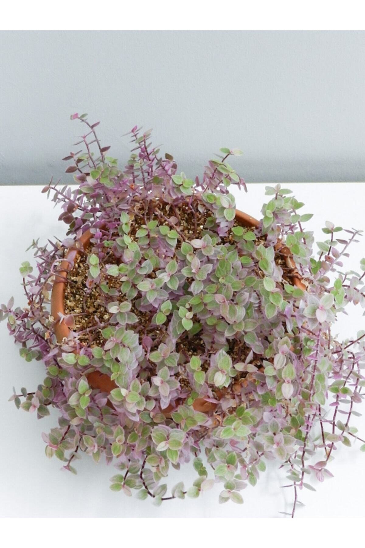 Callisia Repens Telgraf Çiçeği Pembe Orta Boy