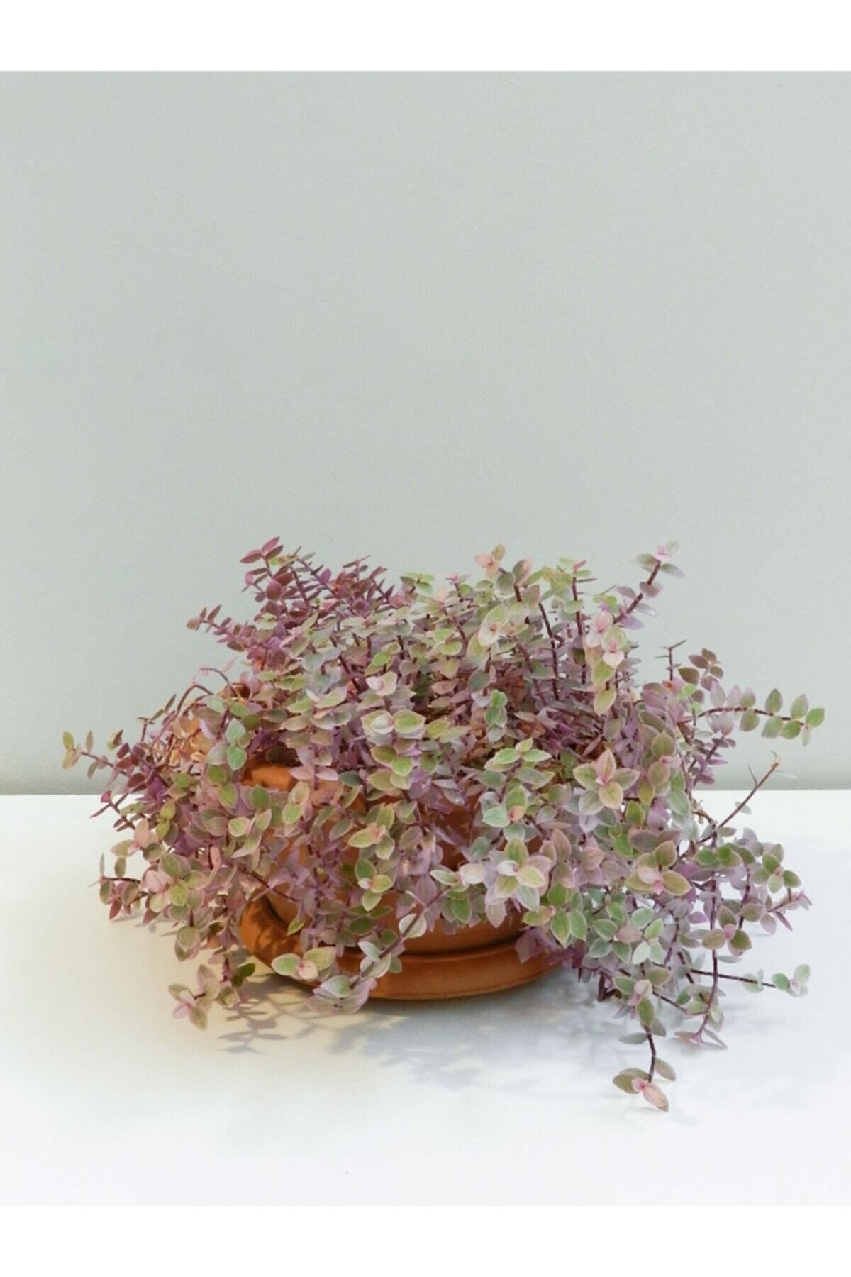 Callisia Repens Telgraf Çiçeği Pembe Orta Boy