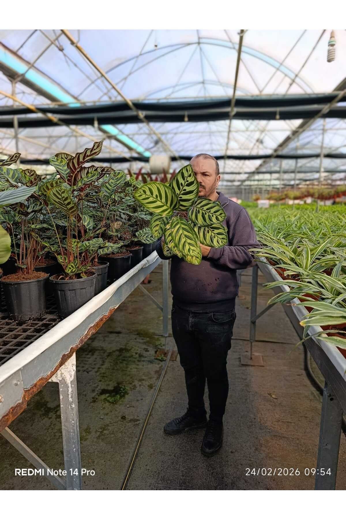 Canlı Calathea Makoyana Dua Çiçeği – Dekoratif Salon Bitkisi Büyük Boy Saksılı