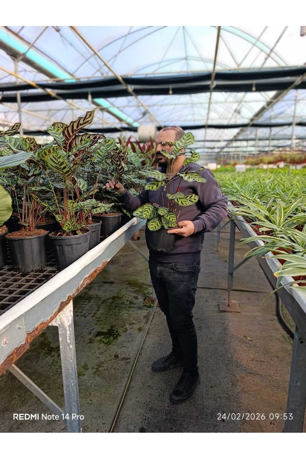 Canlı Calathea Makoyana Dua Çiçeği – Dekoratif Salon Bitkisi Büyük Boy Saksılı