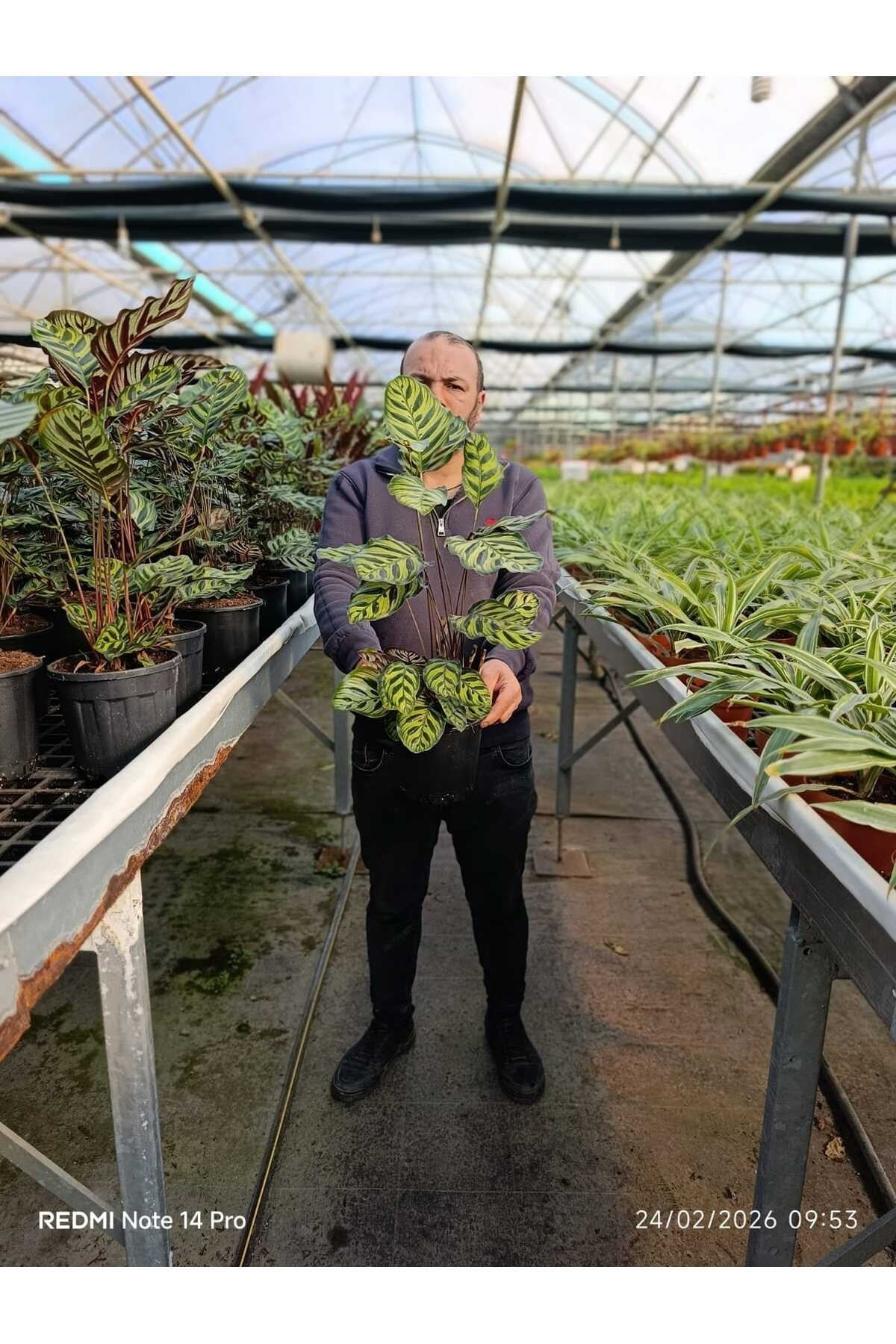 Canlı Calathea Makoyana Dua Çiçeği – Dekoratif Salon Bitkisi Büyük Boy Saksılı