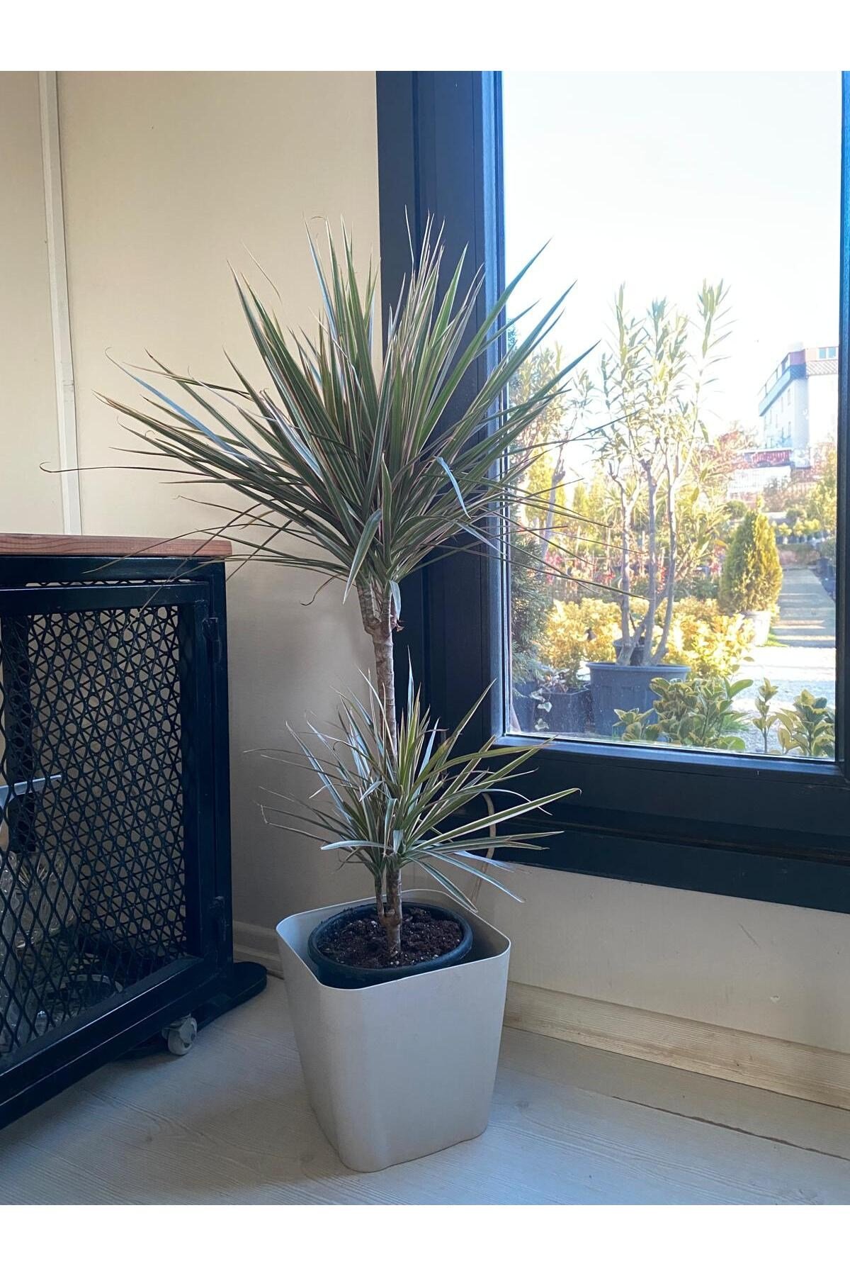 Canlı İç Mekan Bitkisi 2 Gövdeli Dracaena Marginata Magenta (Pembe Çizgili )80-100cm Boy