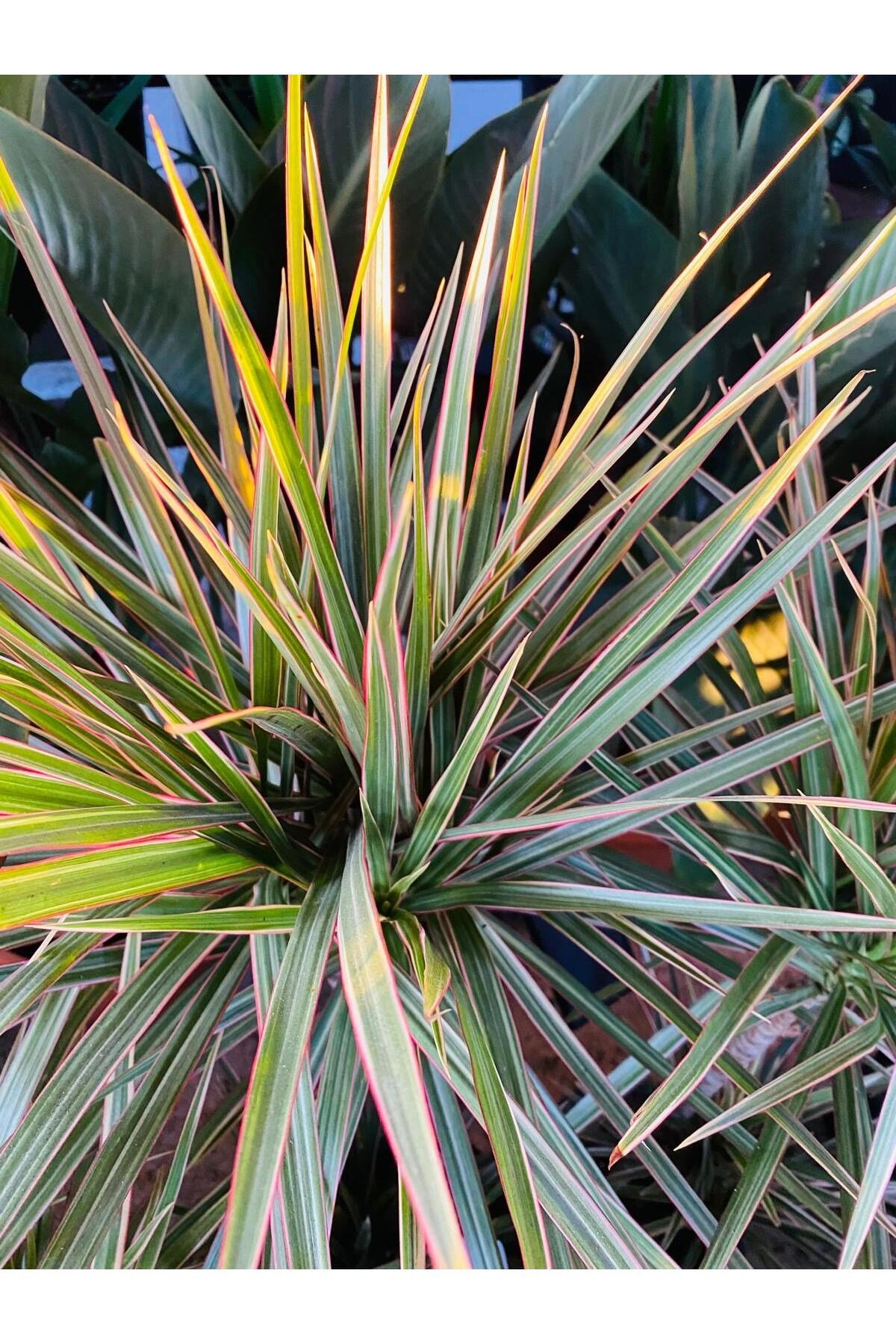 Canlı İç Mekan Bitkisi 2 Gövdeli Dracaena Marginata Magenta (Pembe Çizgili )80-100cm Boy