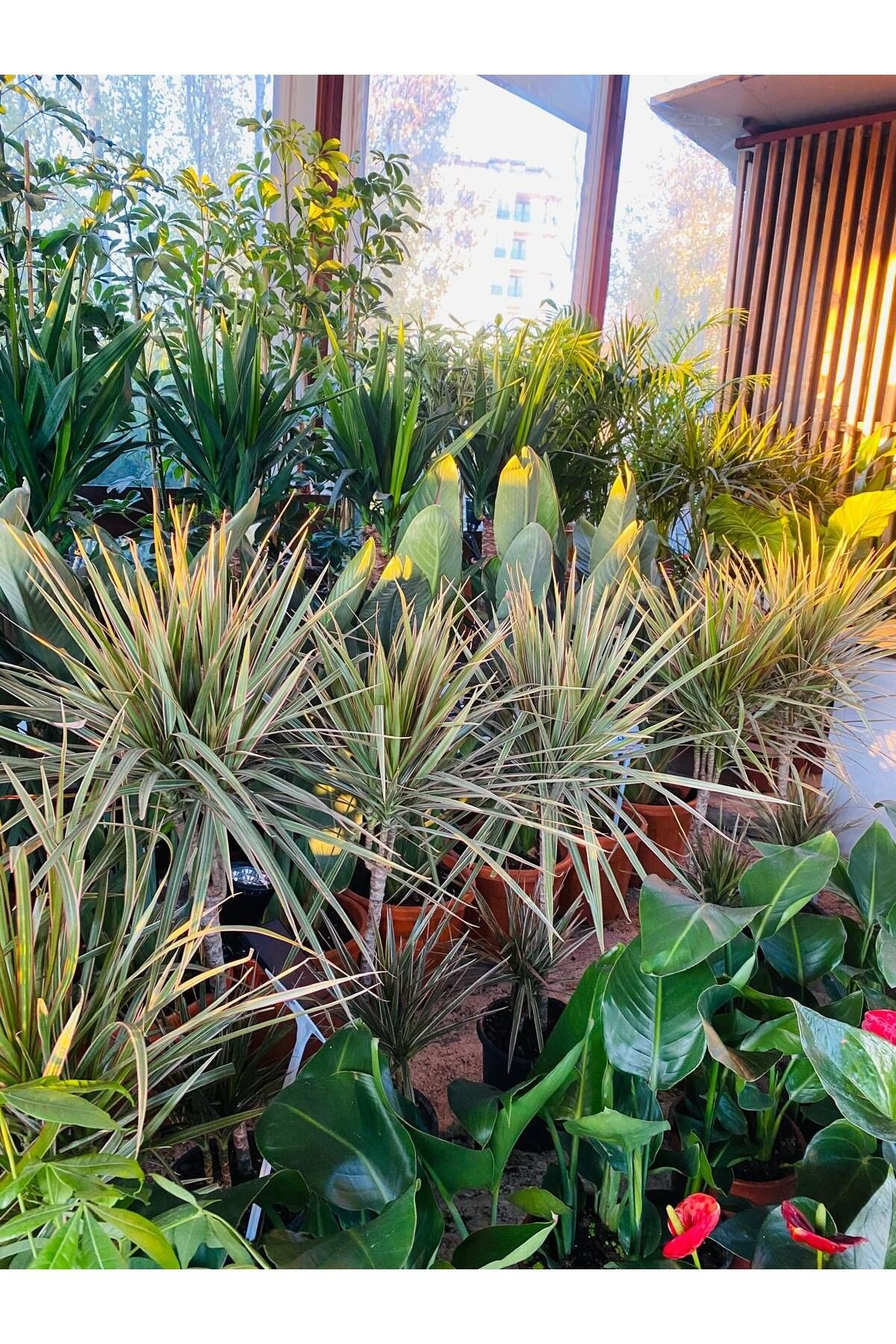 Canlı İç Mekan Bitkisi 2 Gövdeli Dracaena Marginata Magenta (Pembe Çizgili )80-100cm Boy