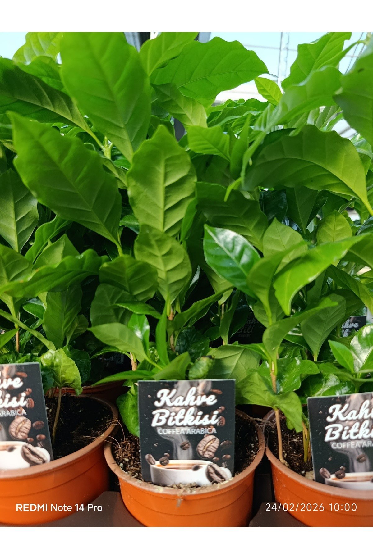 Canlı Kahve Bitkisi bol köklü Coffea Arabica Saksı Çiçeği | Dekoratif Salon ve Ofis Bitkisi