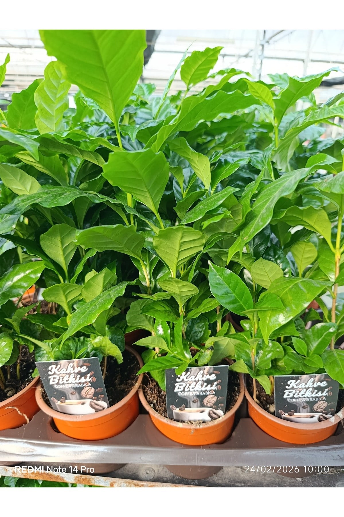 Canlı Kahve Bitkisi bol köklü Coffea Arabica Saksı Çiçeği | Dekoratif Salon ve Ofis Bitkisi