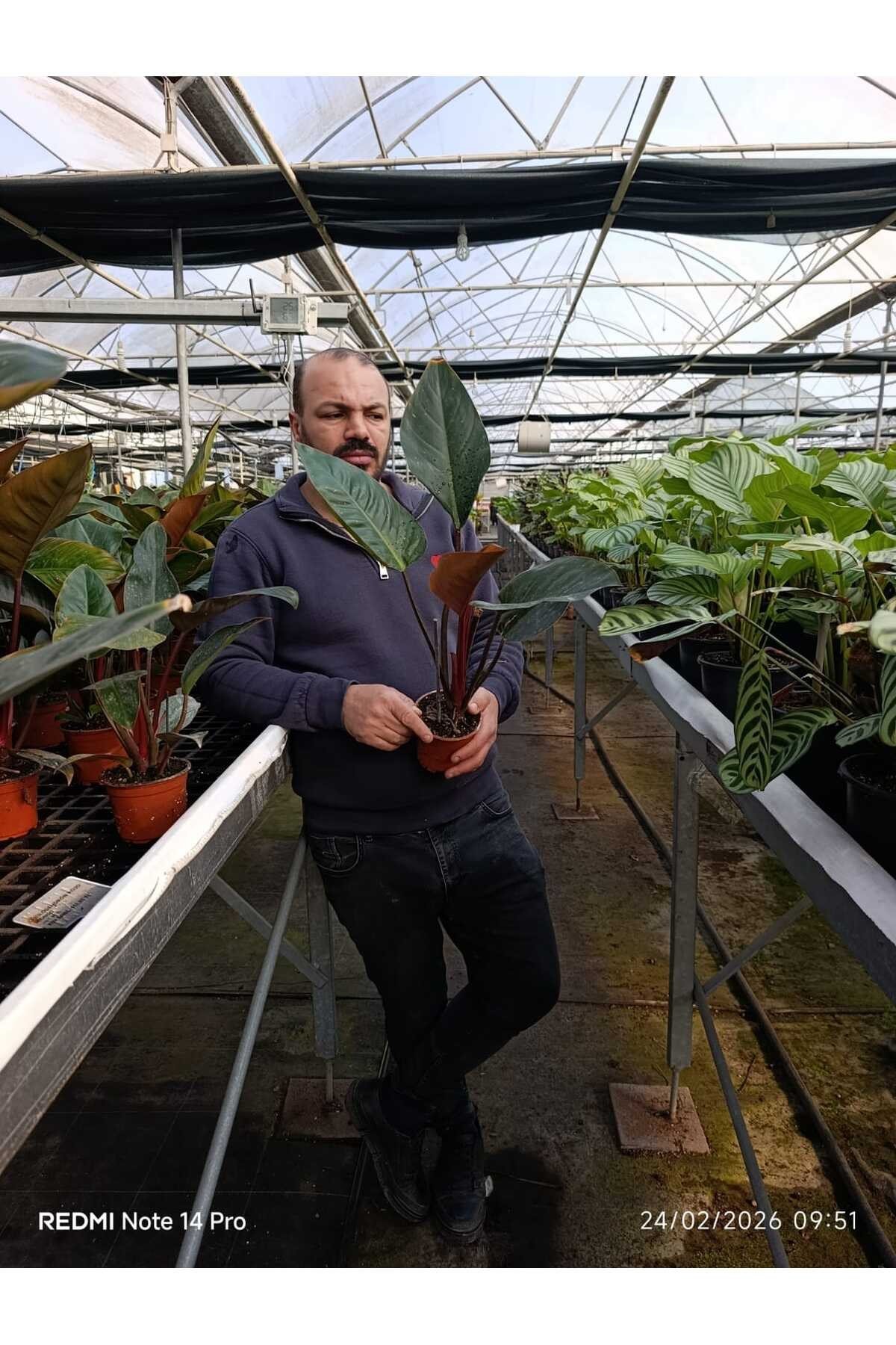 Canlı Philodendron Imperial Red – Bordo Yapraklı Dekoratif Salon Bitkisi Orta Boy