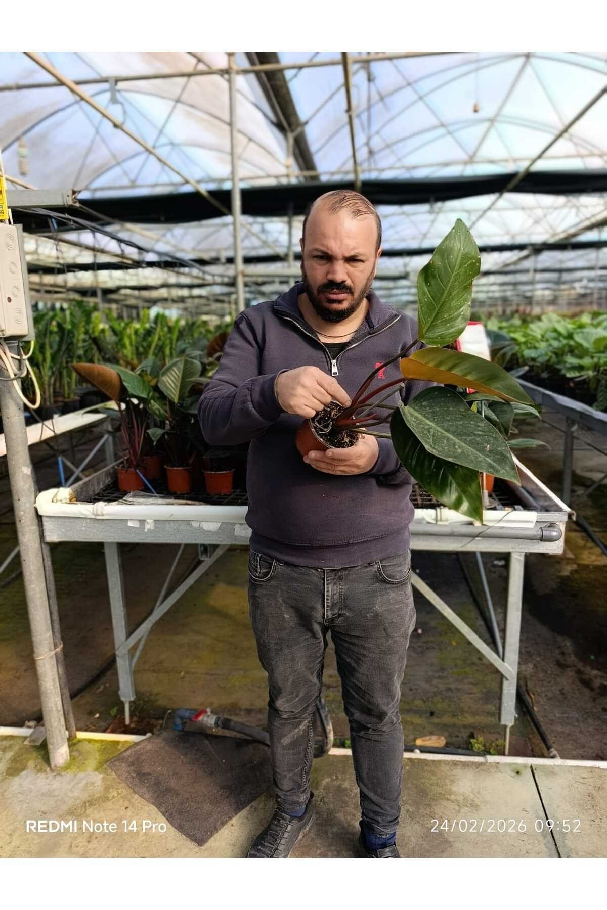Canlı Philodendron Imperial Red – Bordo Yapraklı Dekoratif Salon Bitkisi Orta Boy
