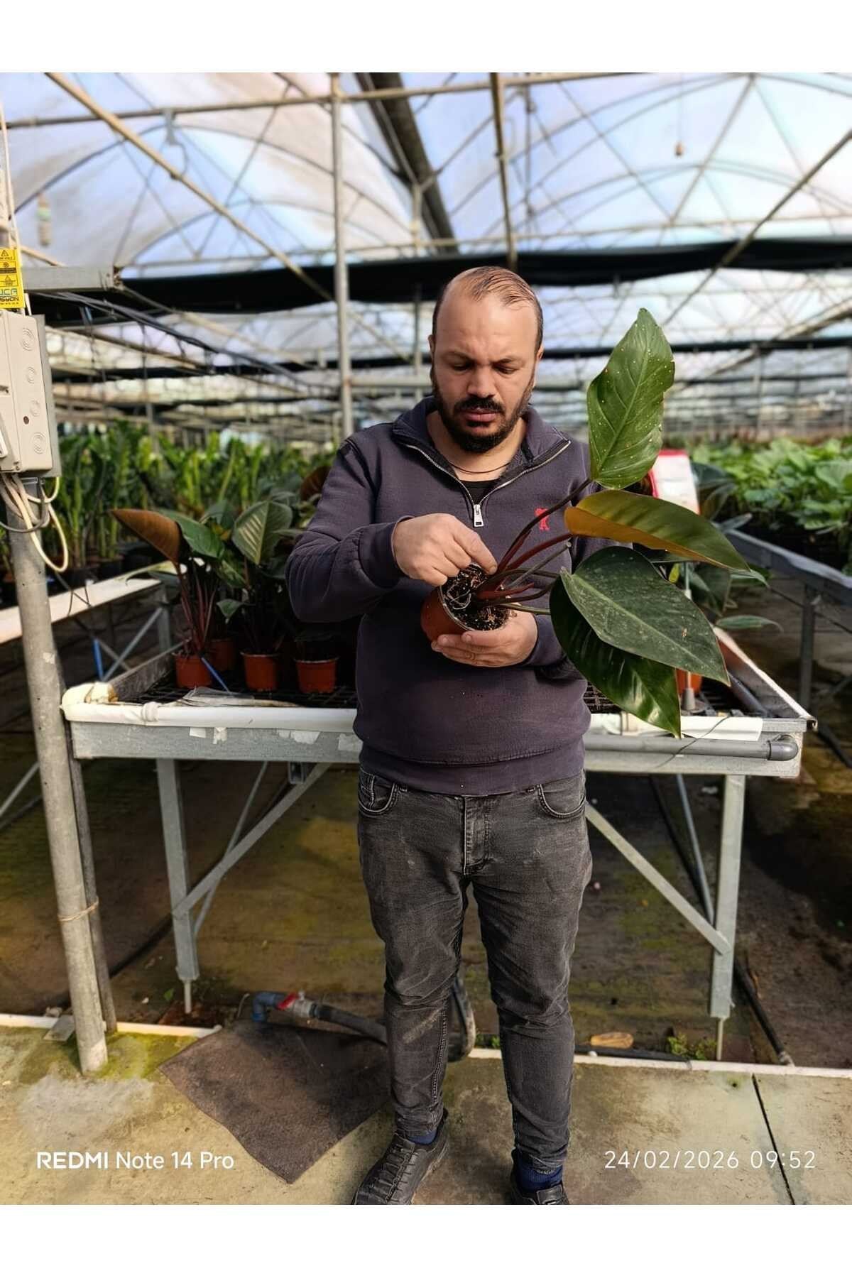 Canlı Philodendron Imperial Red – Bordo Yapraklı Dekoratif Salon Bitkisi Orta Boy