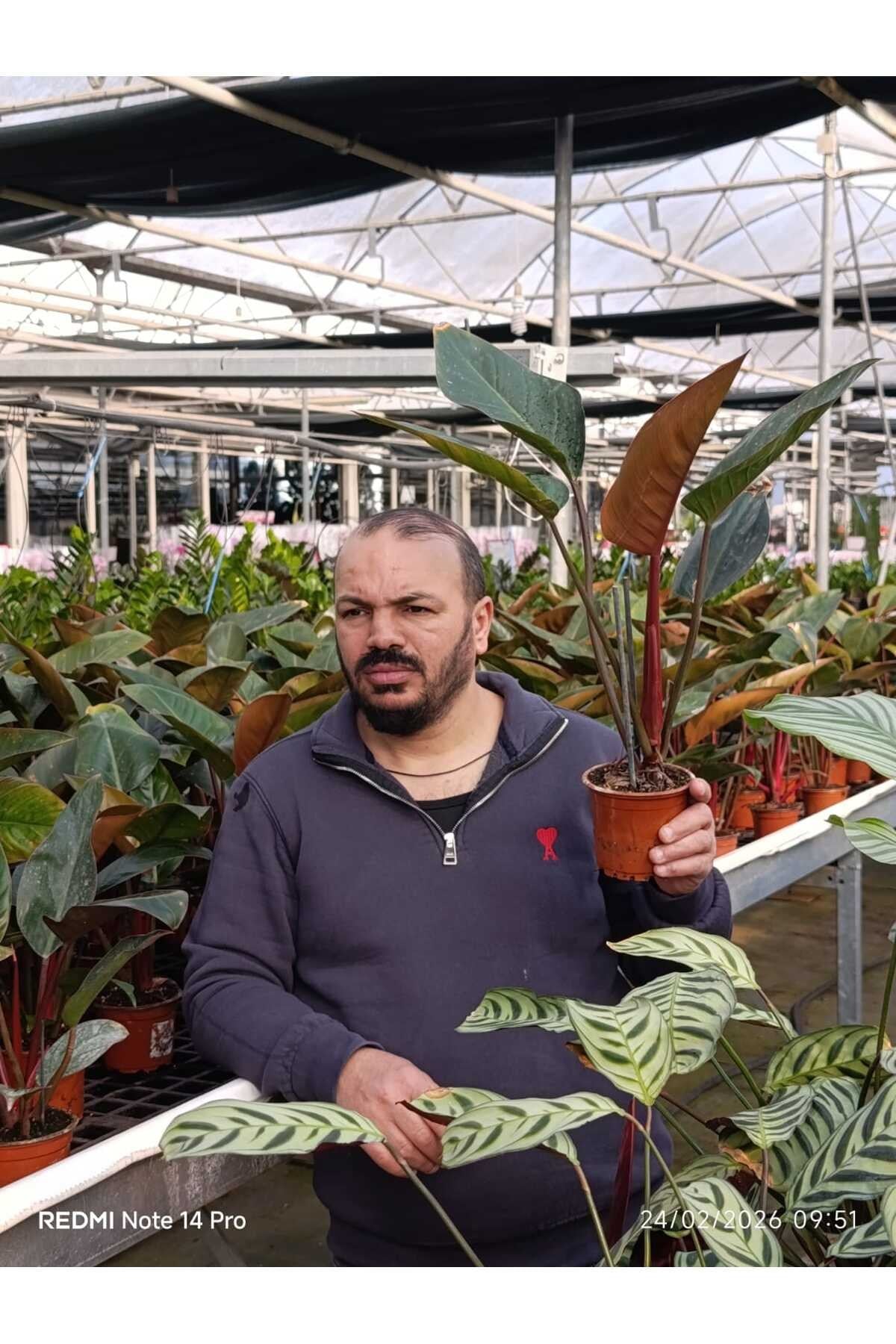 Canlı Philodendron Imperial Red – Bordo Yapraklı Dekoratif Salon Bitkisi Orta Boy