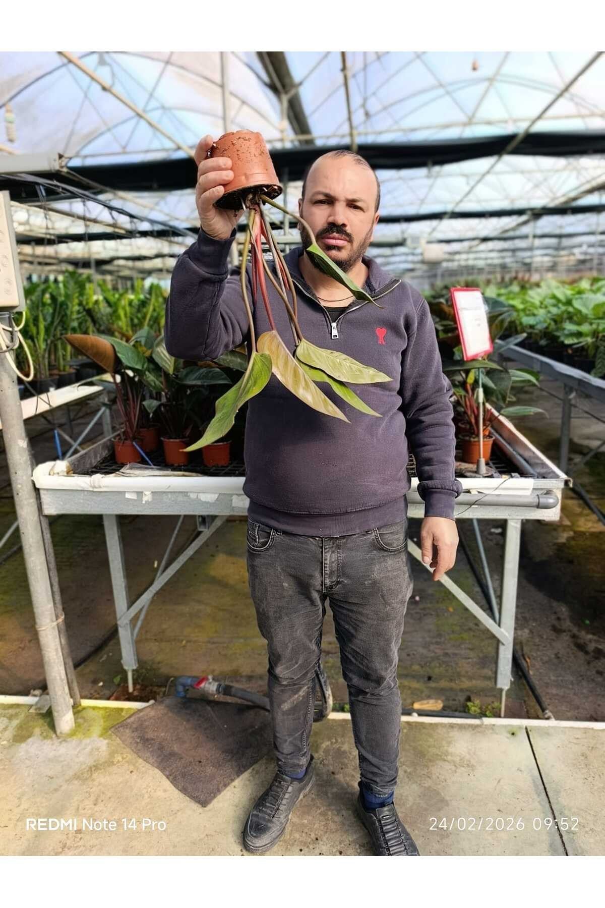 Canlı Philodendron Imperial Red – Bordo Yapraklı Dekoratif Salon Bitkisi Orta Boy