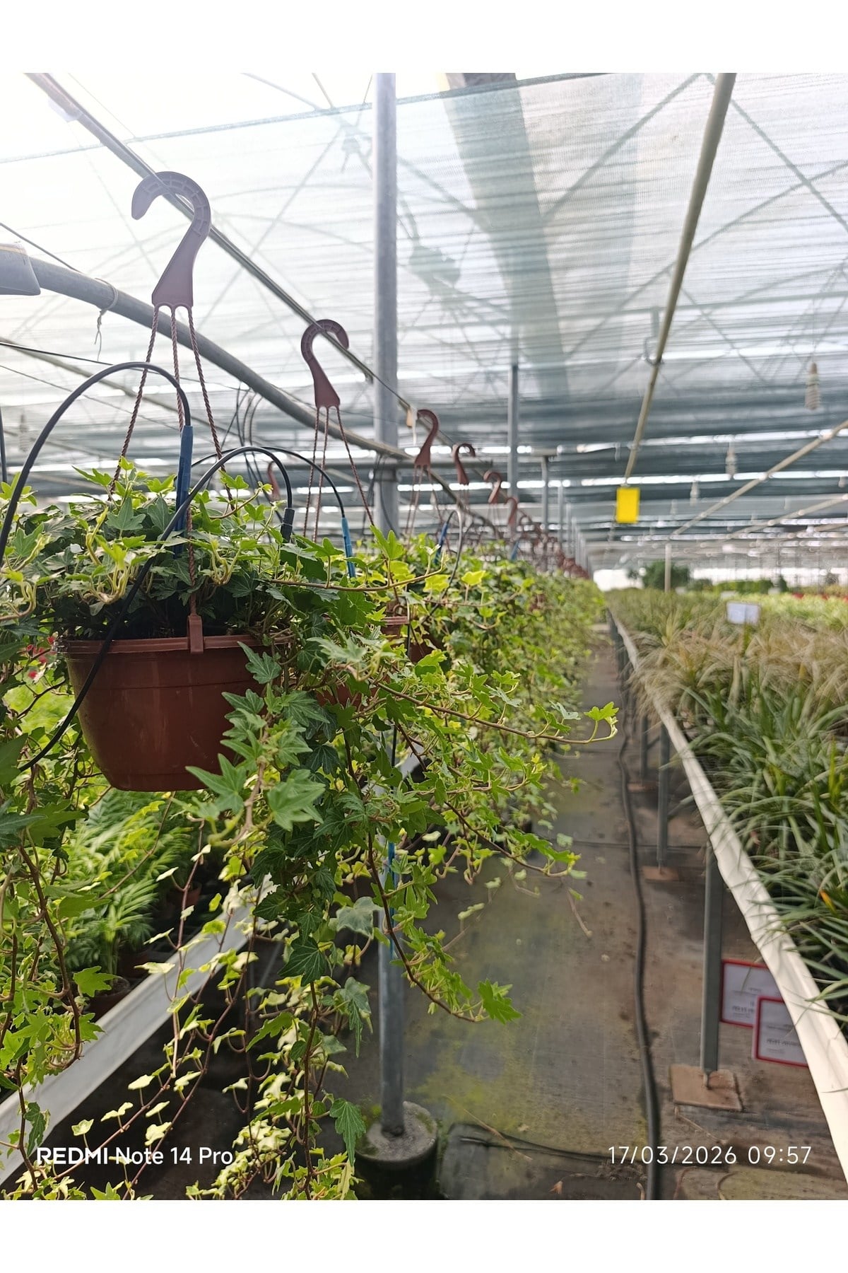 Canlı Sarkan Sarmaşık (Hedera Helix) Askılı Saksıda - Ev & Ofis Dekorasyonu İçin Hazır Bitki