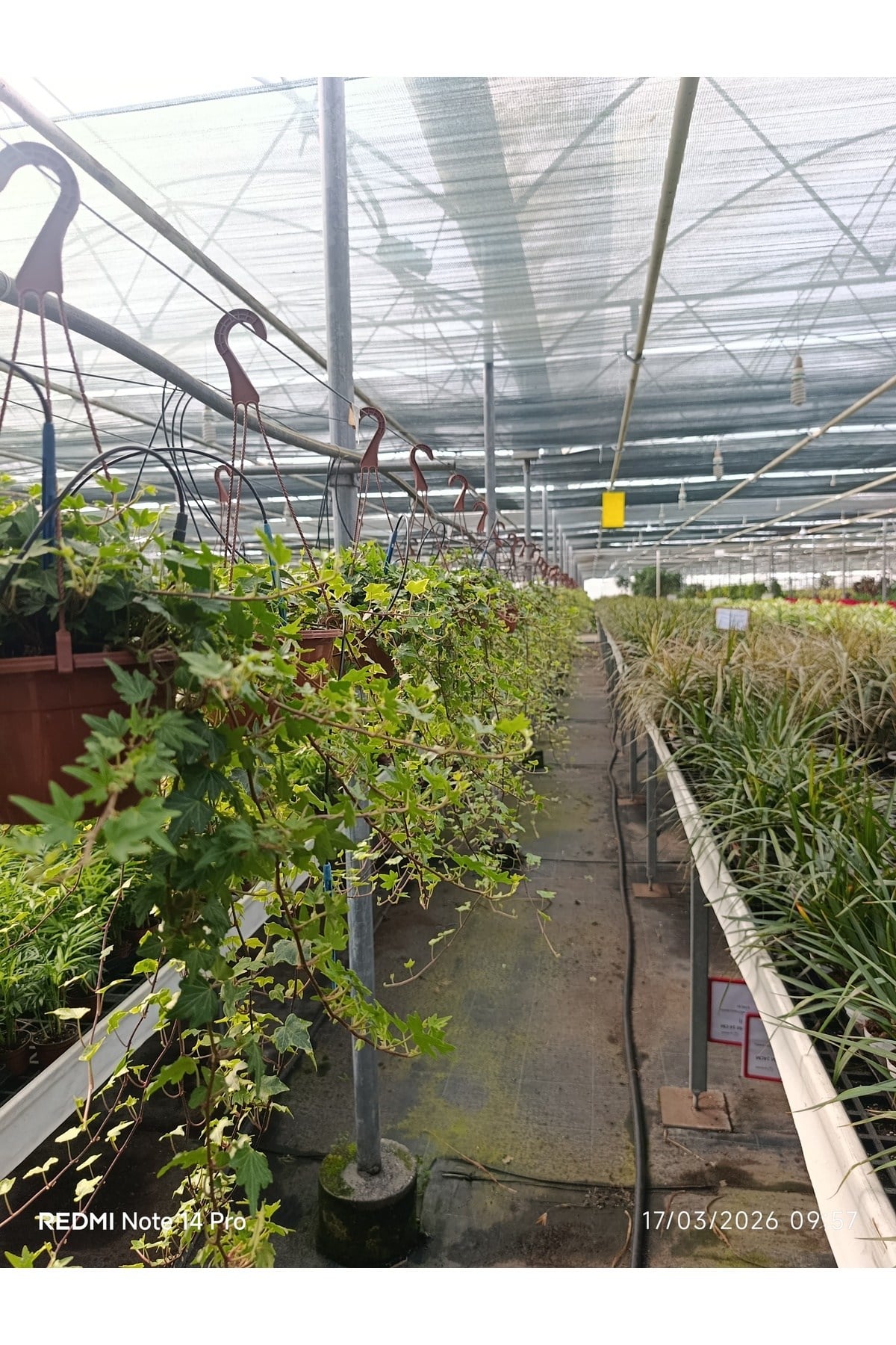 Canlı Sarkan Sarmaşık (Hedera Helix) Askılı Saksıda - Ev & Ofis Dekorasyonu İçin Hazır Bitki