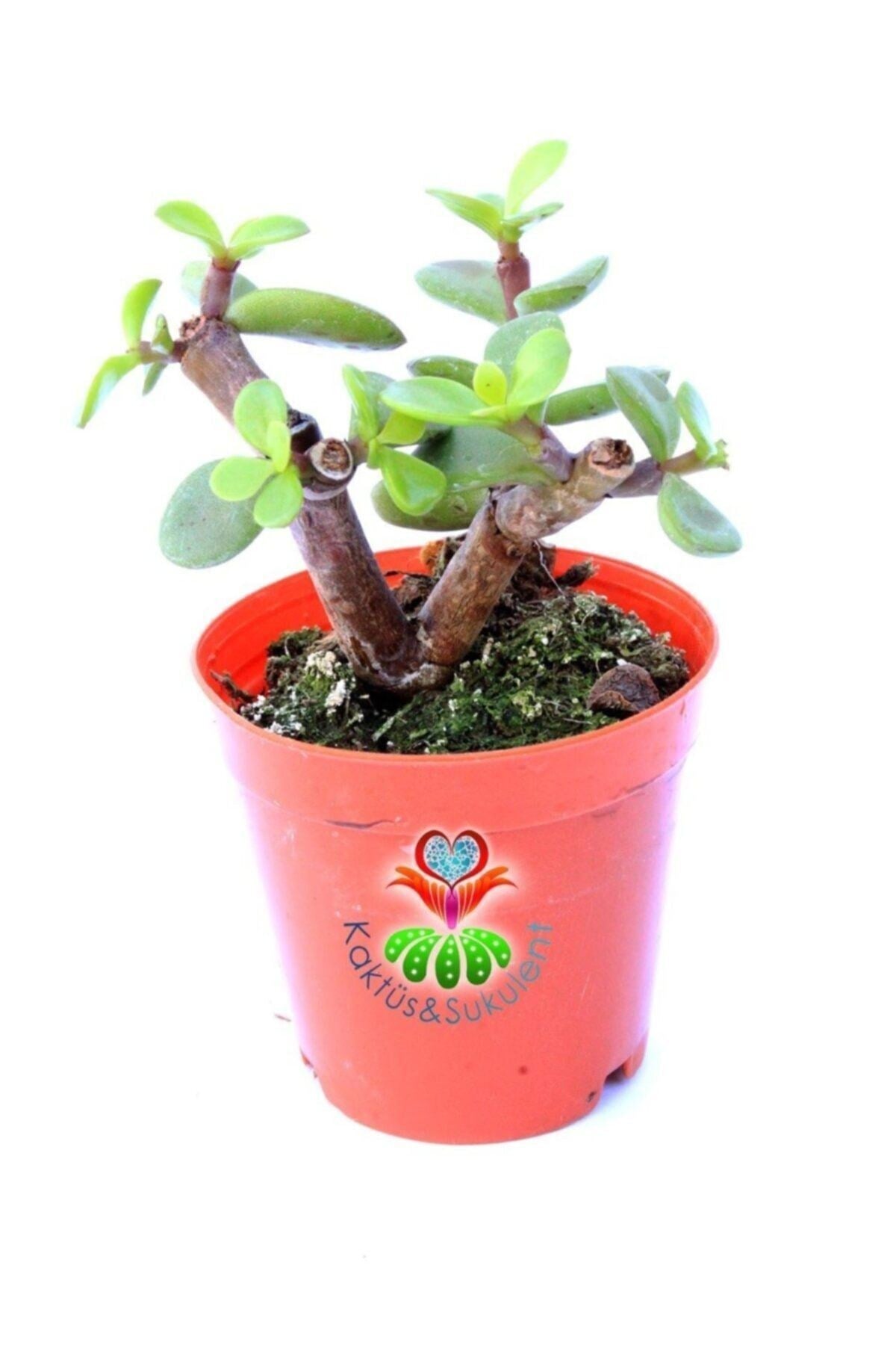 Carbon Temizleyici Bonsai, Portulacaria Afra- Minik Yeşil Yapraklı-bonsai-yeşim Ağacı-5,5 Cm Saksı