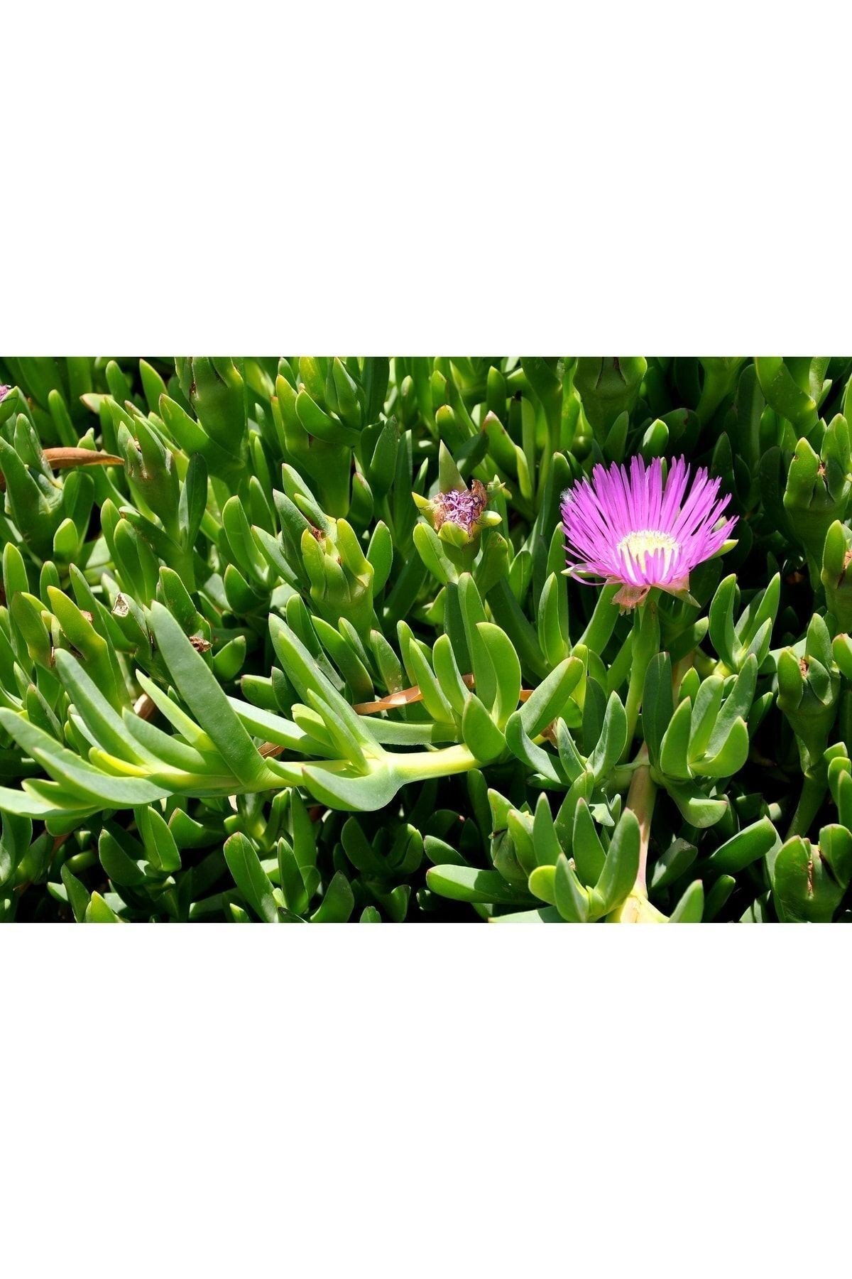 Carpobrotus - Kaz Ayağı - Acem Halısı 15 Adet