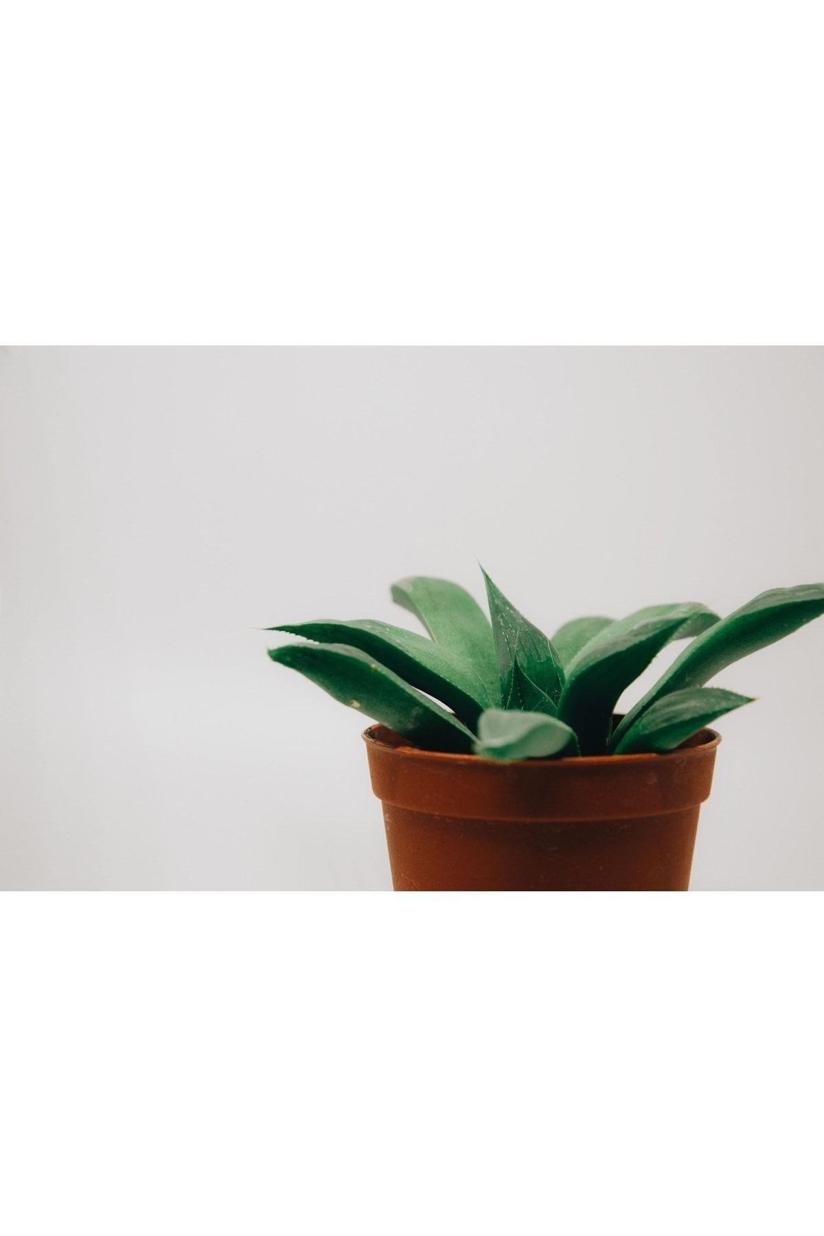 Carpobrotus - Kaz Ayağı - Acem Halısı 15 Adet