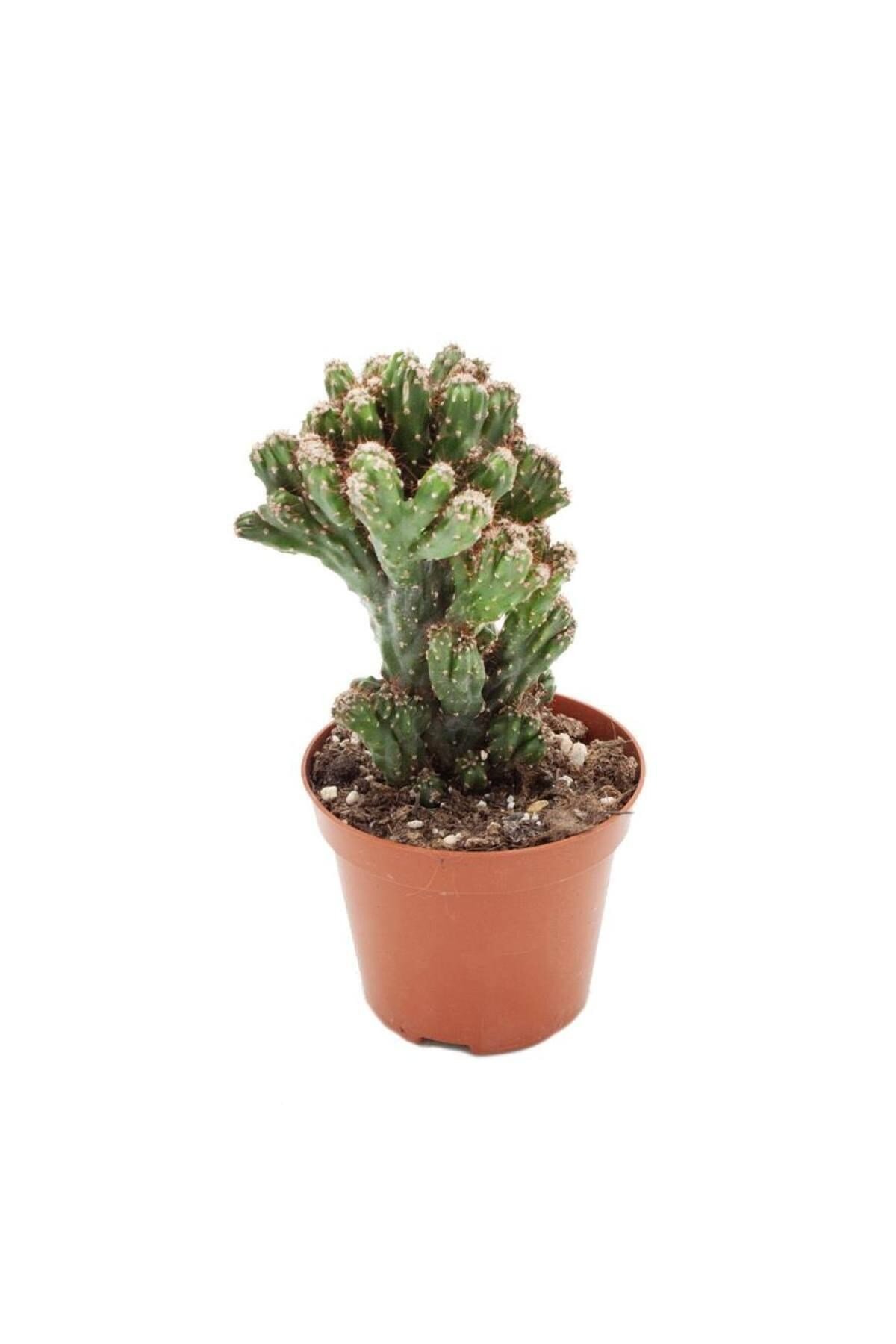 Cereus Peruvianus Monstrous 8,5 cm ø İthal Kaktüs