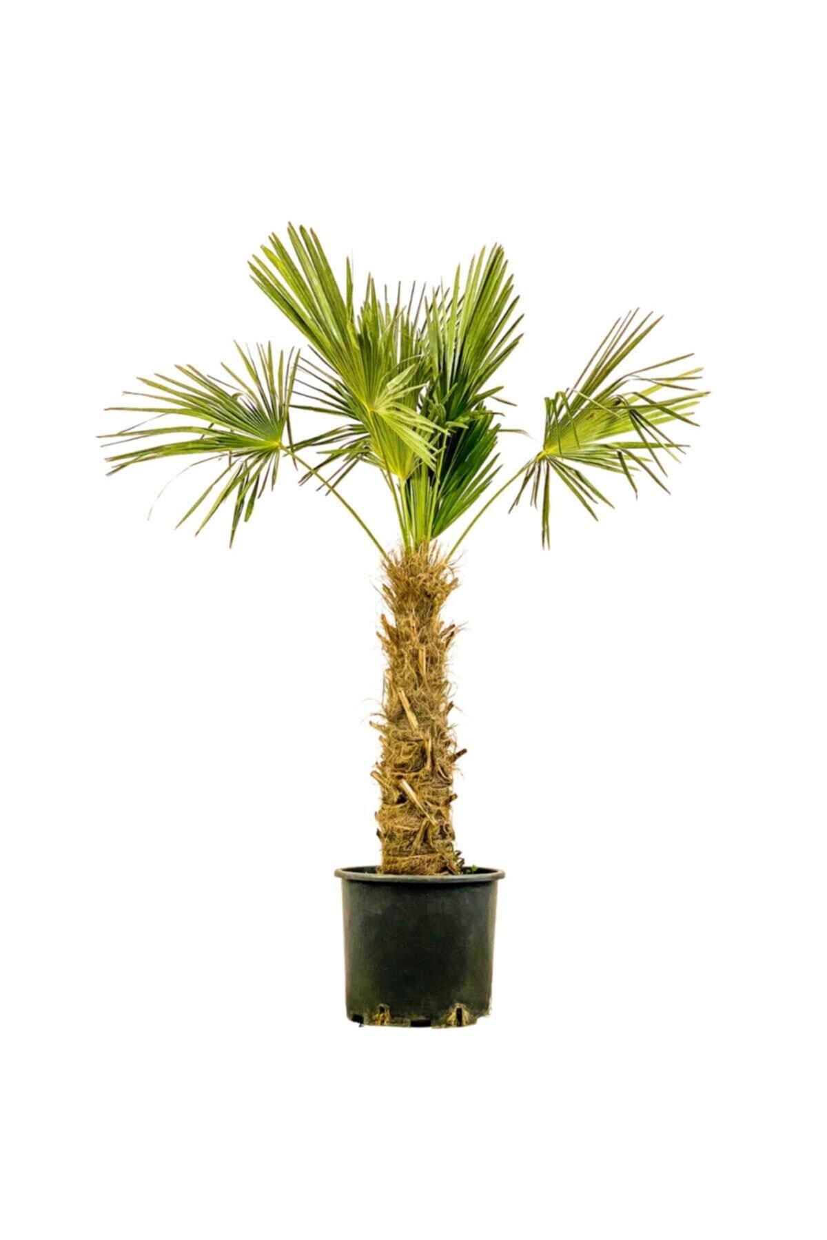 Chamaerops Excelsa (TRACHYCARPUS FORTUNEİ) 160cm