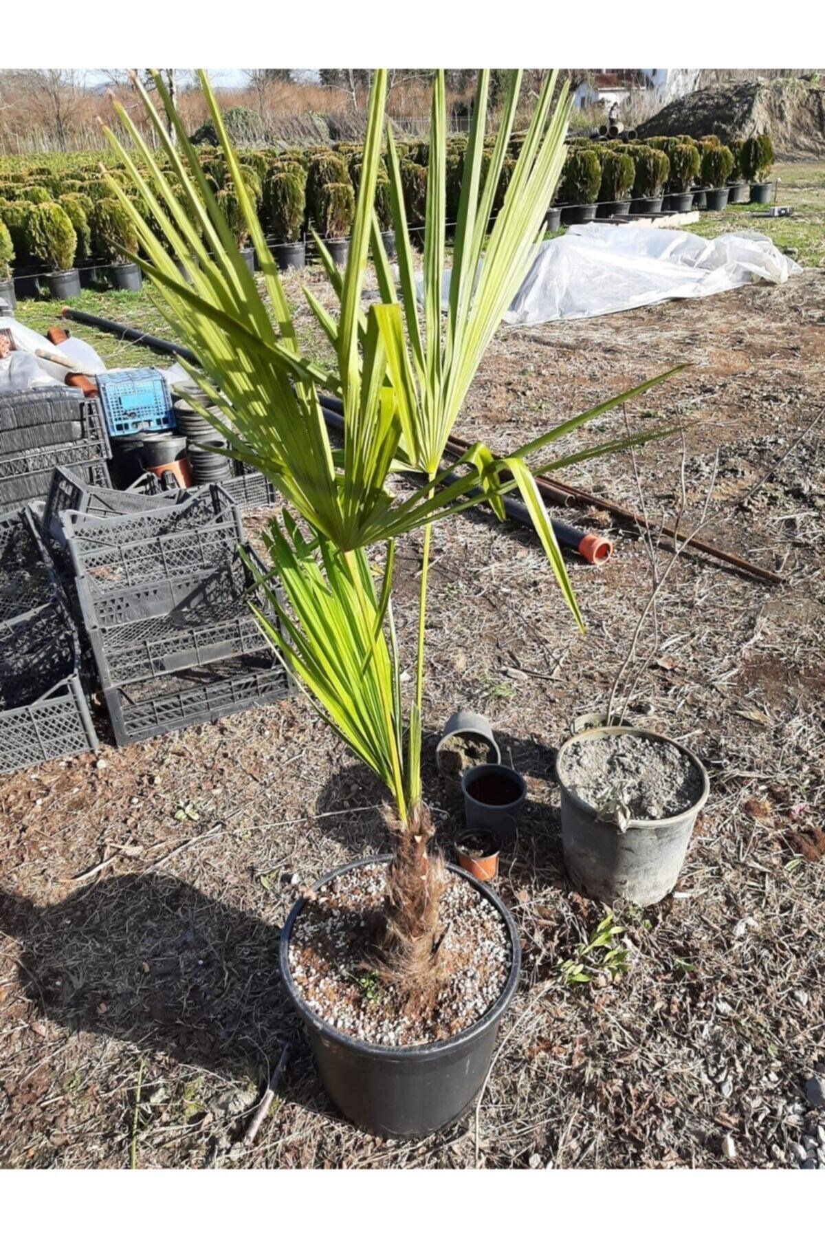 Chamaerops Excelsa Tüylü Palmiye 125 150 cm