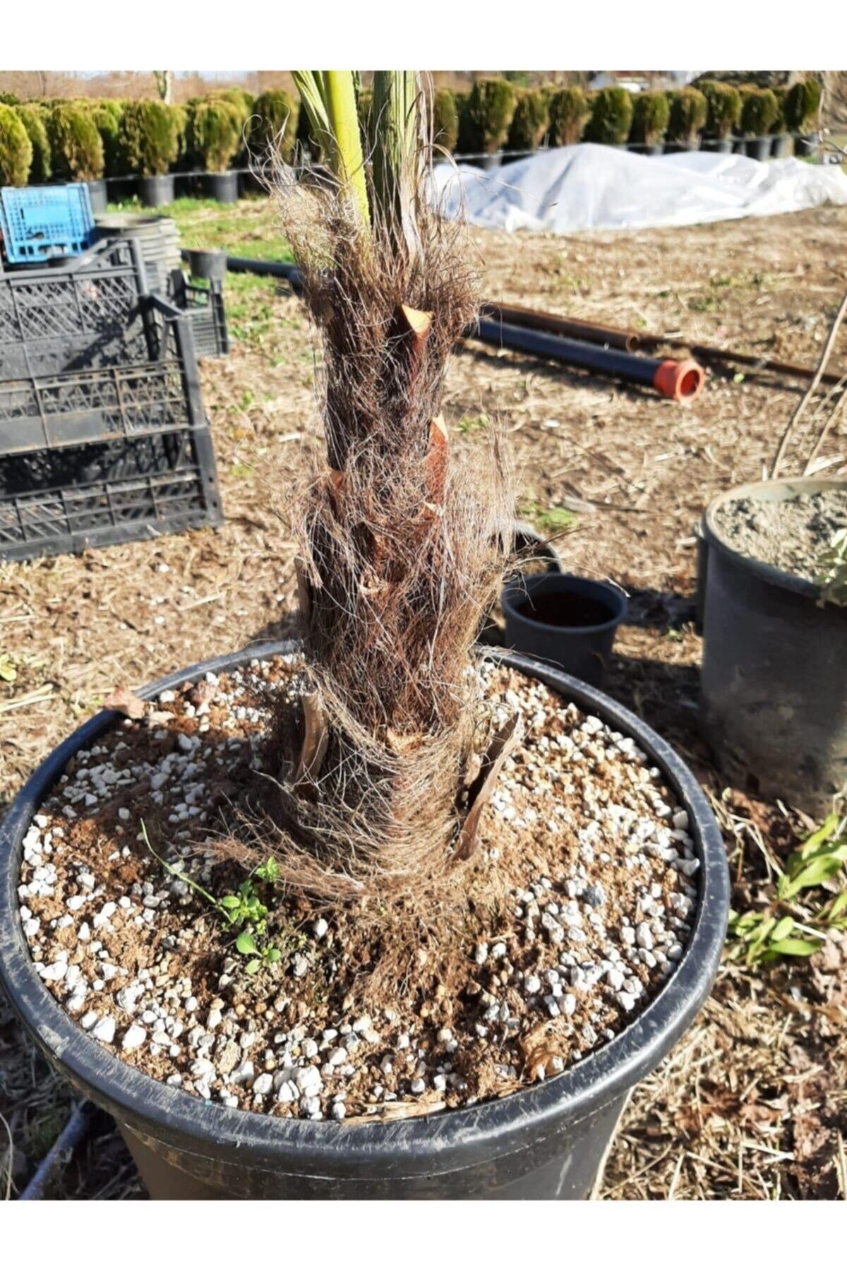 Chamaerops Excelsa Tüylü Palmiye 125 150 cm