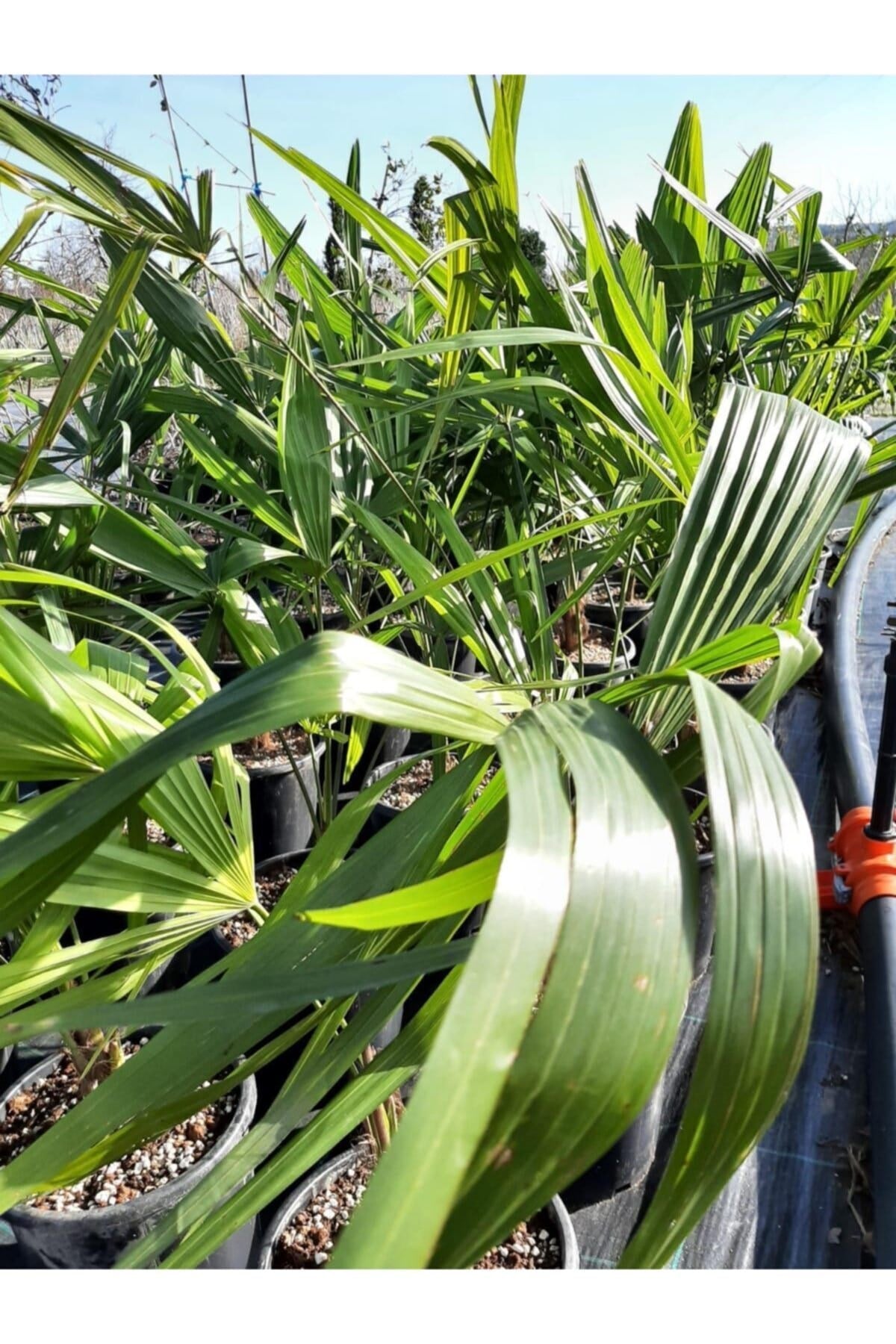 Chamaerops Excelsa Tüylü Palmiye 60 80 cm