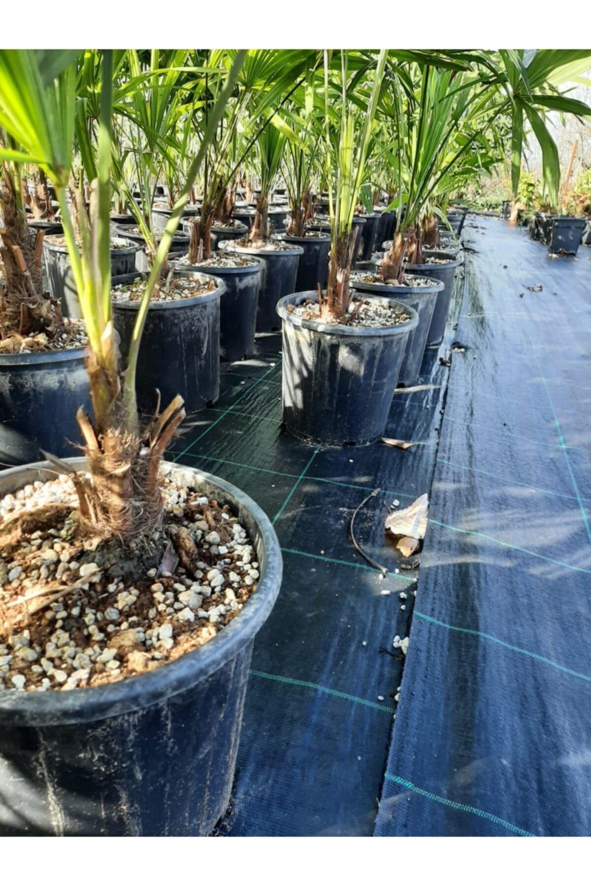 Chamaerops Excelsa Tüylü Palmiye 60 80 cm