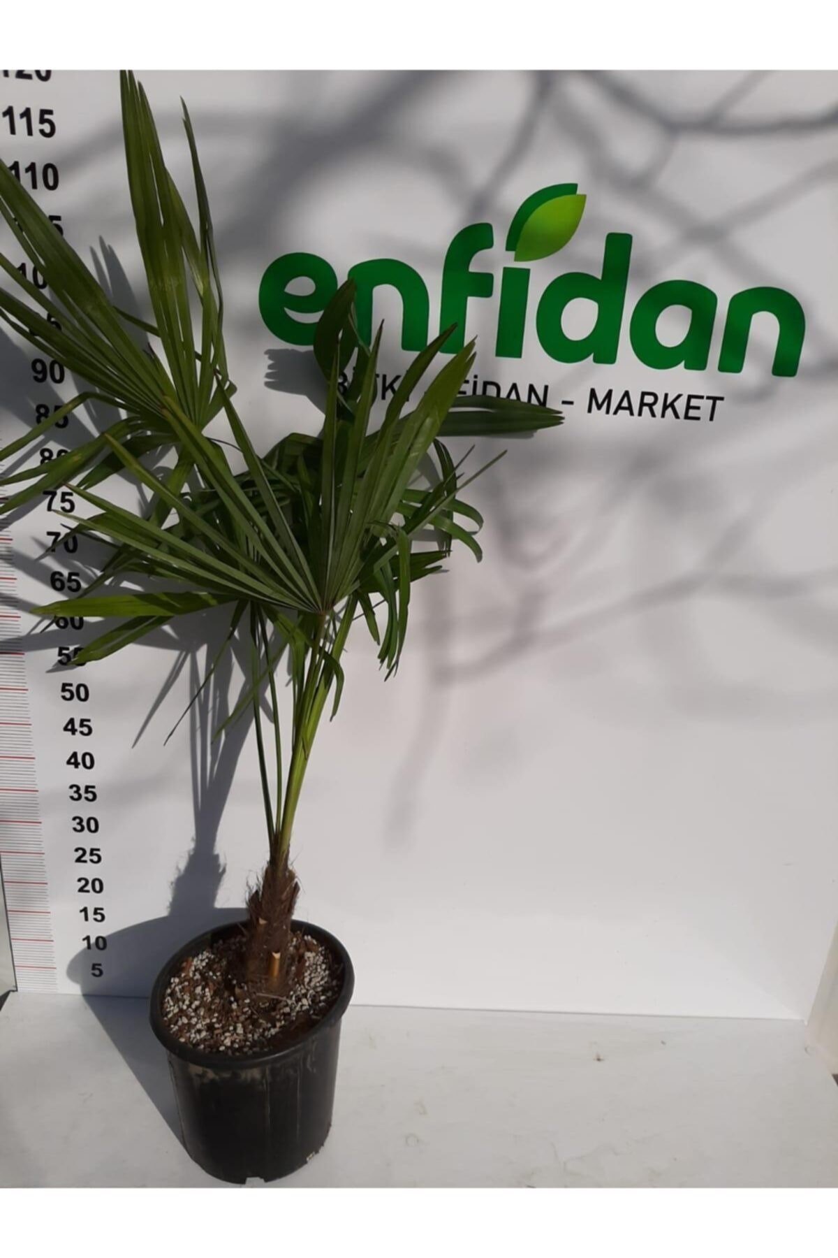 Chamaerops Excelsa Tüylü Palmiye 60 80 cm