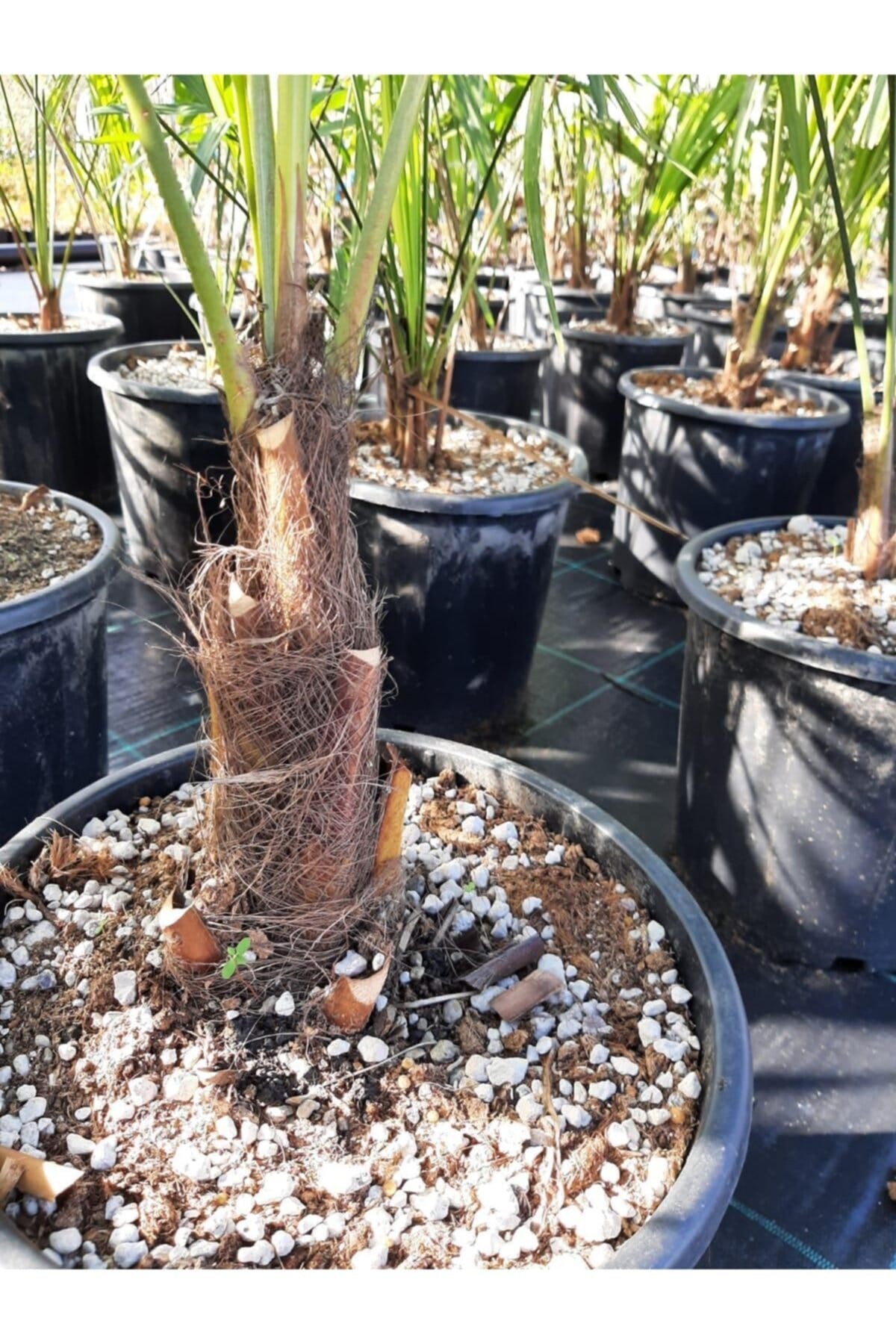 Chamaerops Excelsa Tüylü Palmiye 60 80 cm