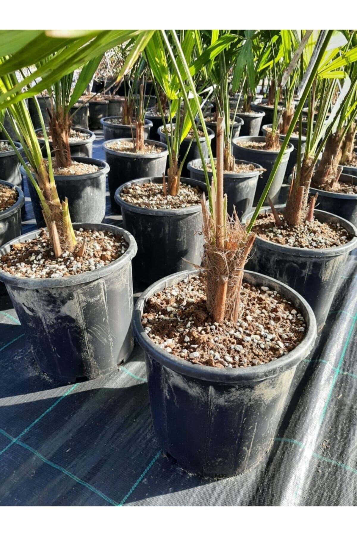 Chamaerops Excelsa Tüylü Palmiye 80 100 cm