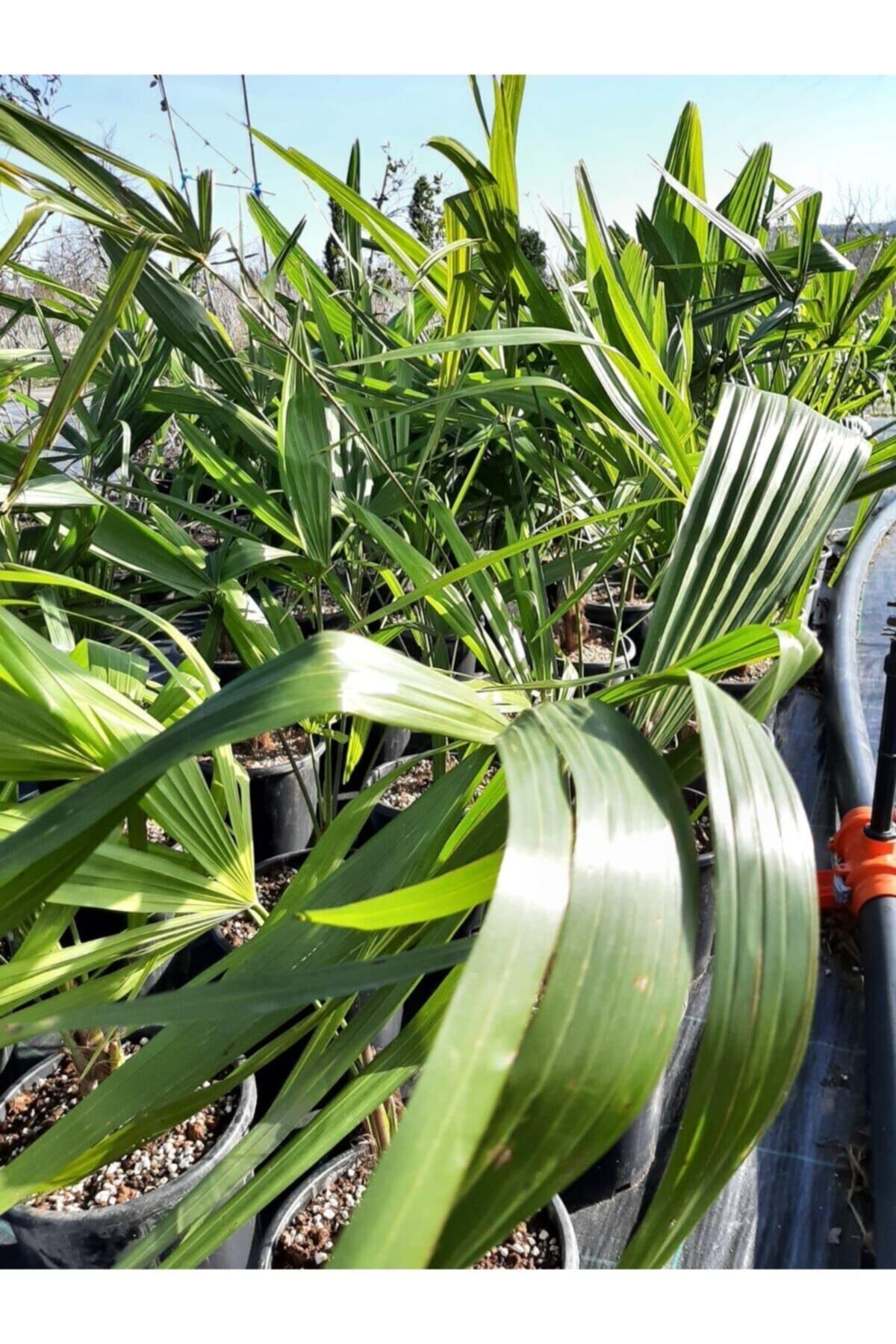 Chamaerops Excelsa Tüylü Palmiye 80 100 cm