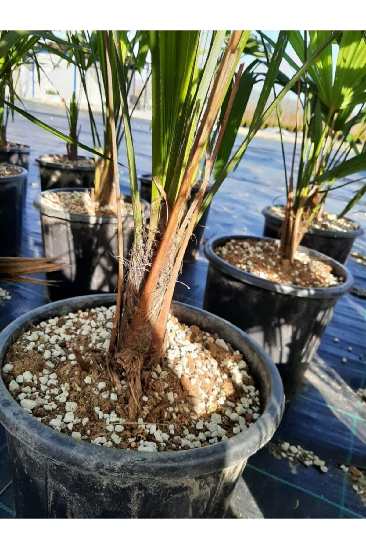 Chamaerops Excelsa Tüylü Palmiye 80 100 cm