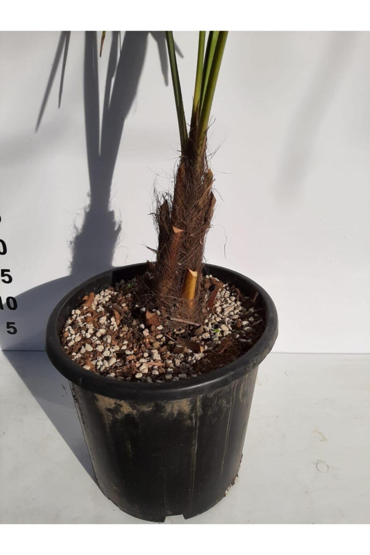 Chamaerops Excelsa Tüylü Palmiye 80 100 cm