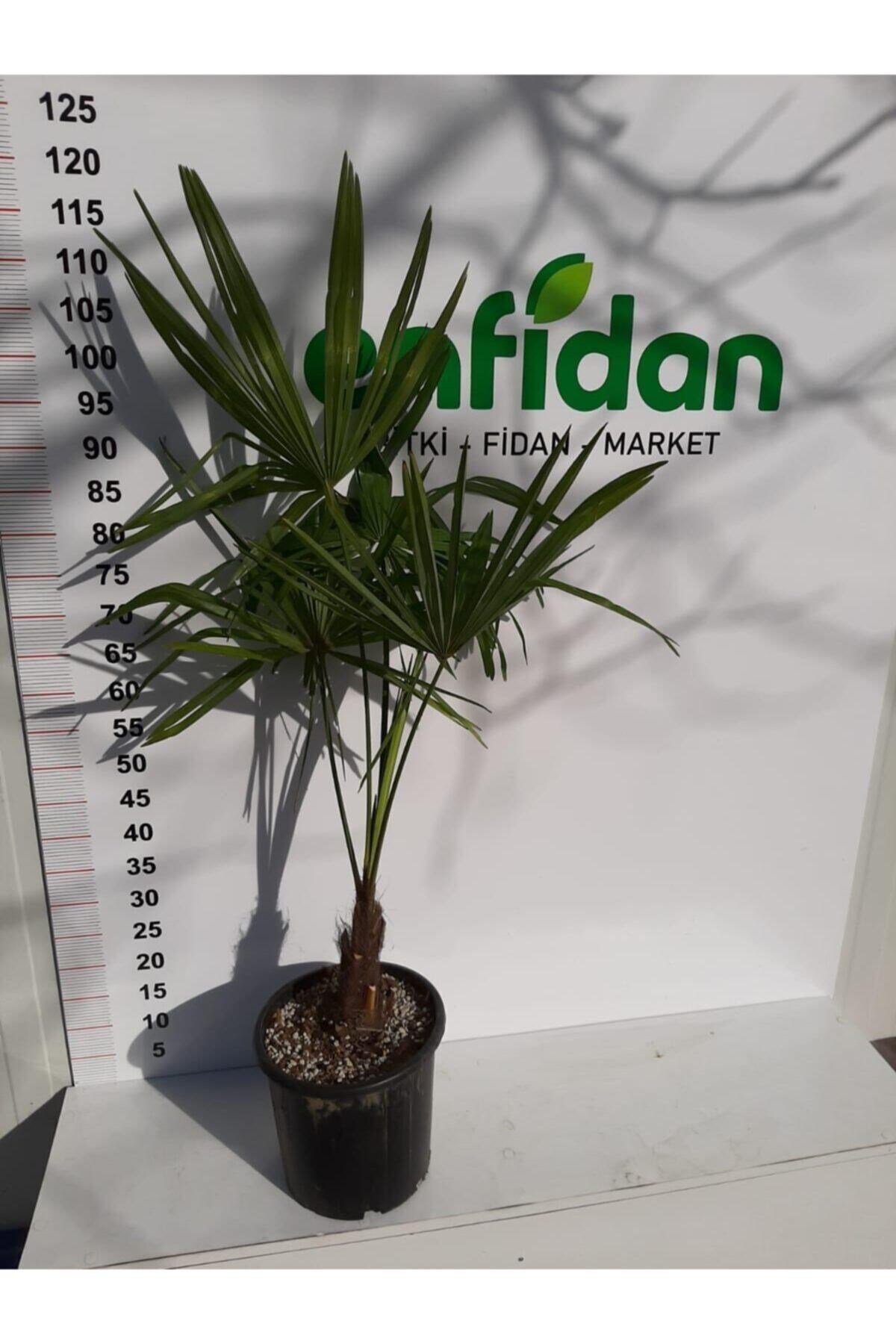 Chamaerops Excelsa Tüylü Palmiye 80 100 cm