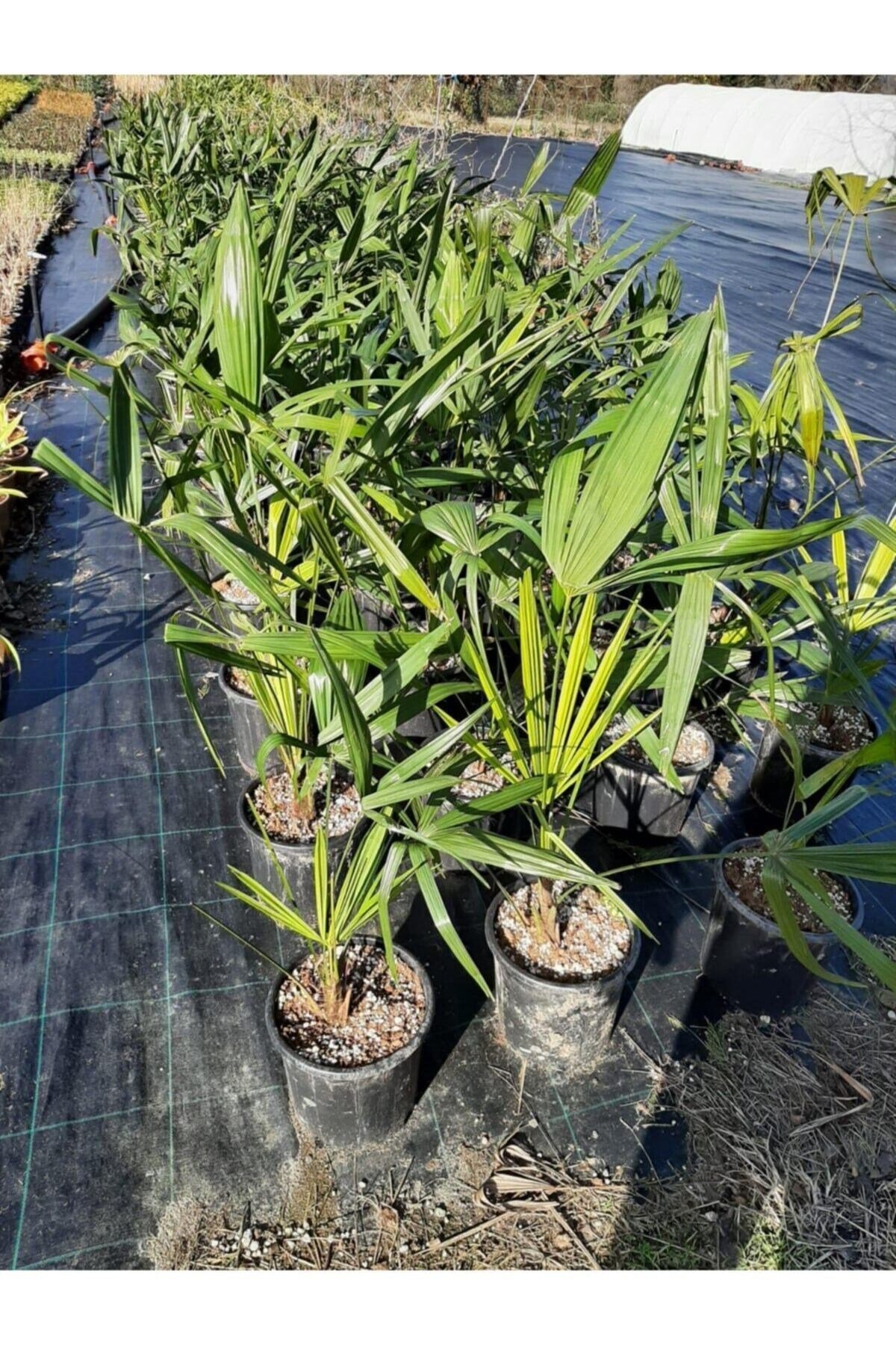 Chamaerops Excelsa Tüylü Palmiye 80 100 cm
