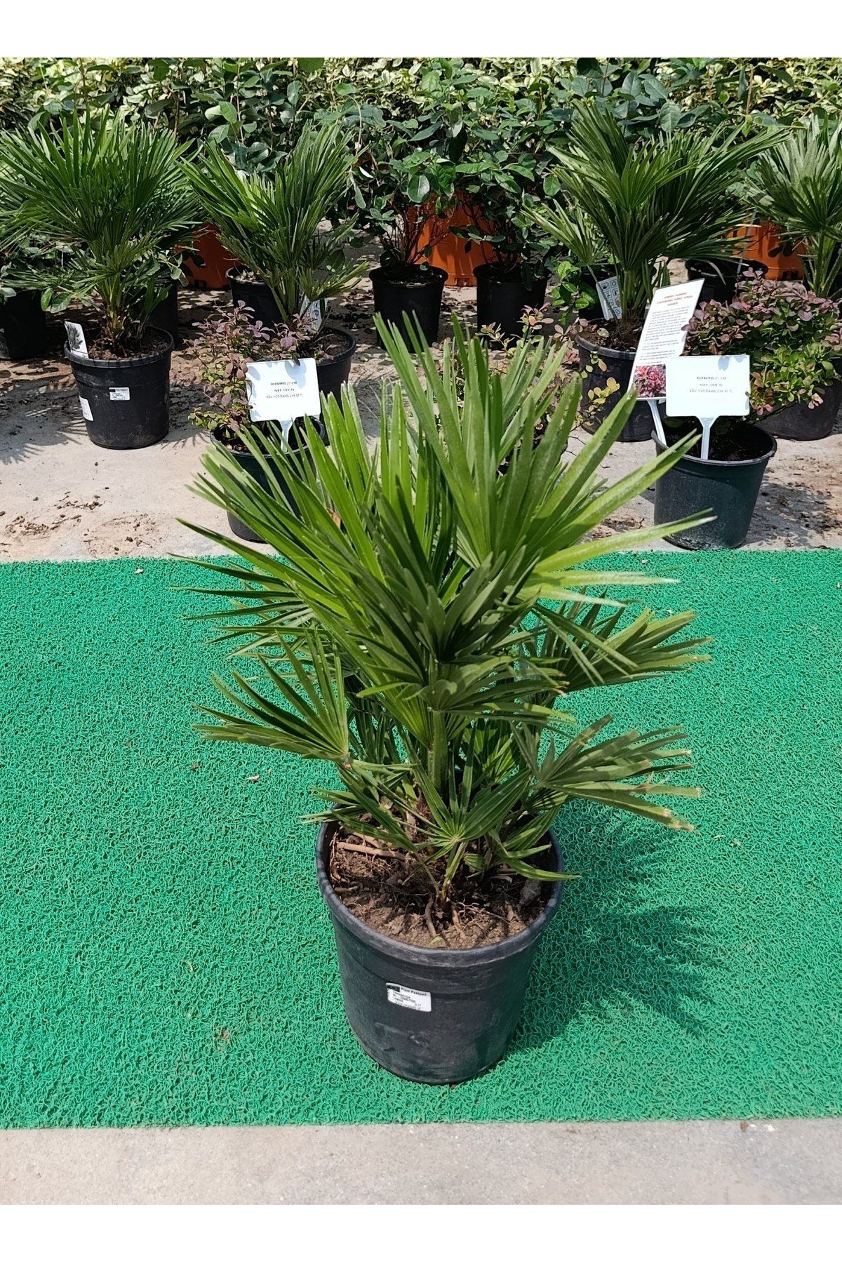 Chamaerops Humilis - Bodur Palmiye