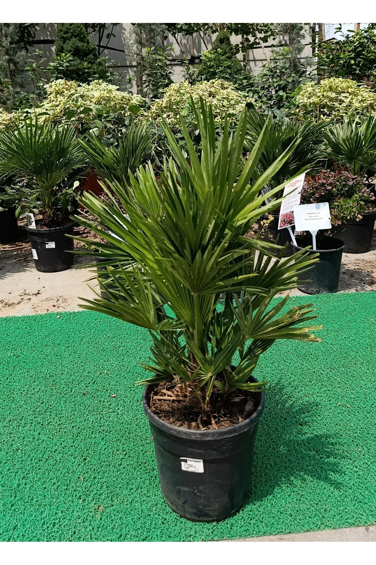 Chamaerops Humilis - Bodur Palmiye