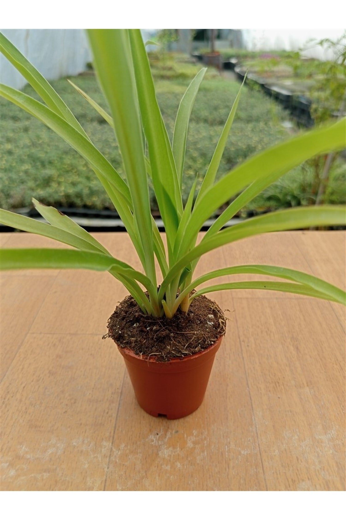 Chlorophtyum Comosun Variegata ( Kurdele Çiçeği Yeşil ) ( 5,5 Cm )