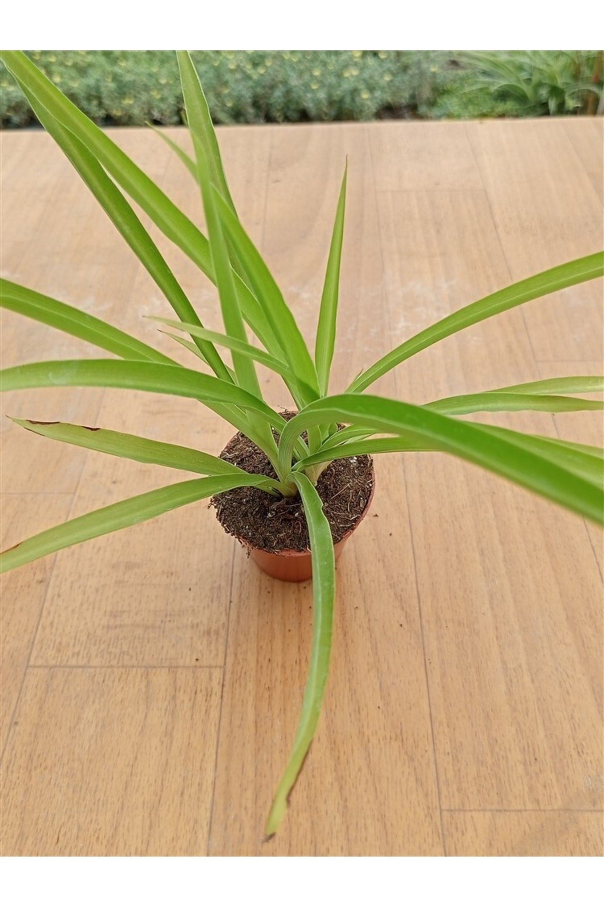 Chlorophtyum Comosun Variegata ( Kurdele Çiçeği Yeşil ) ( 5,5 Cm )