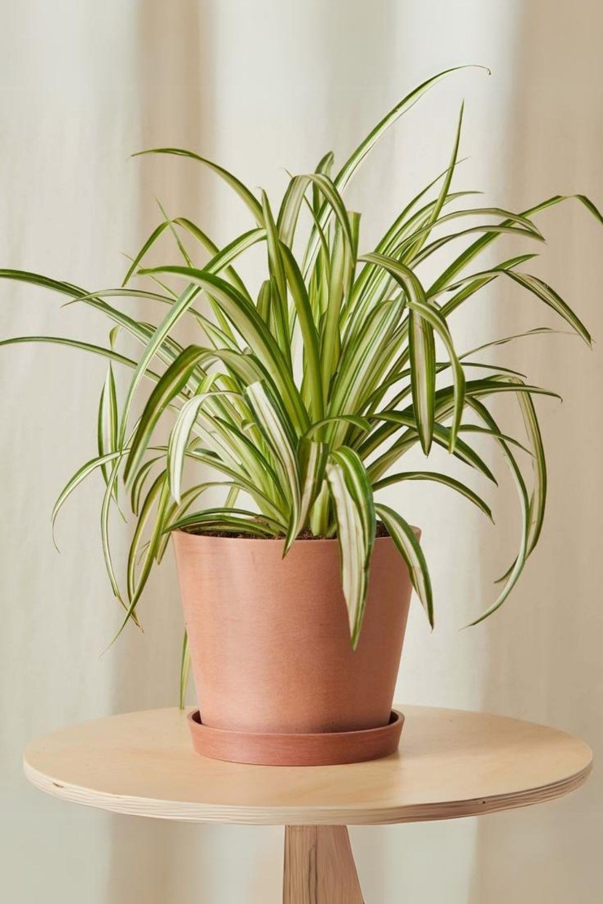 Chlorophytum Comosum - Askılı Kurdele Çiçeği Canlı Salon Bitkisi 25 - 45 cm