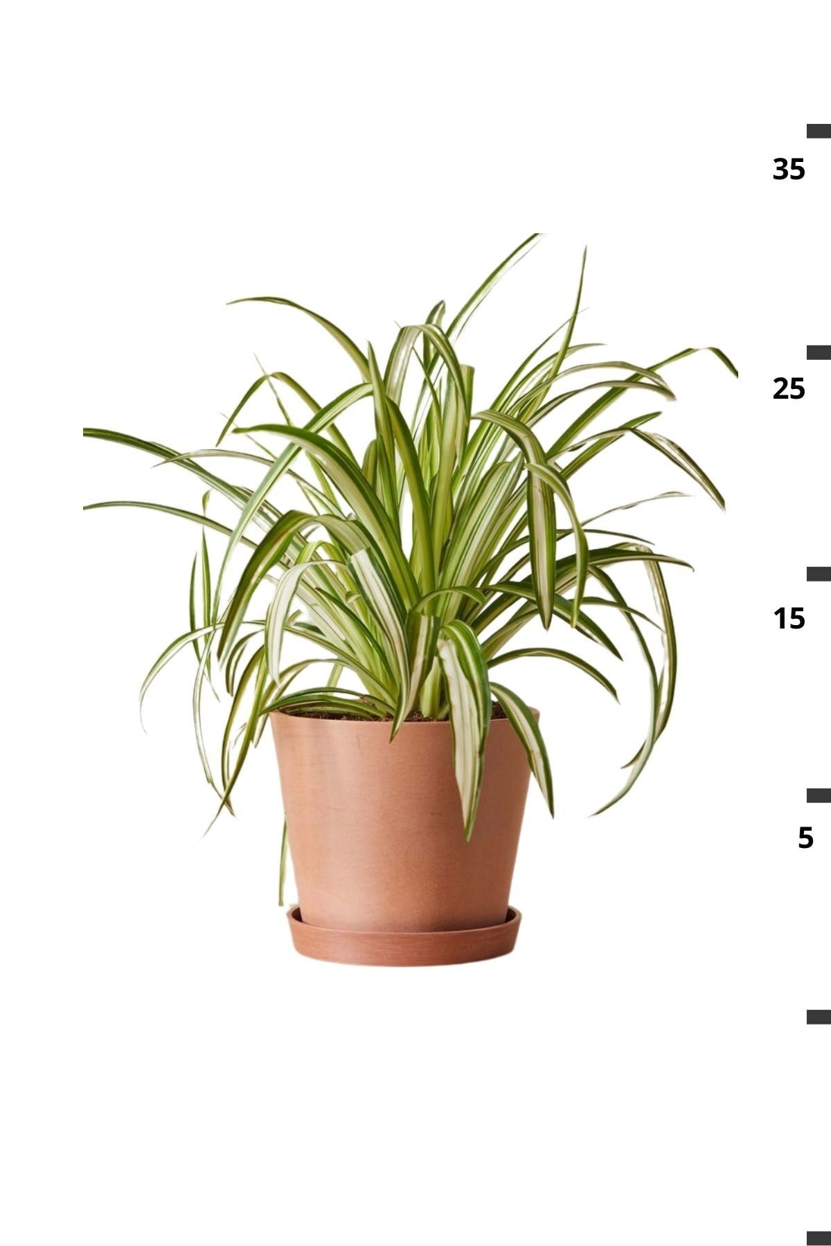 Chlorophytum Comosum - Askılı Kurdele Çiçeği Canlı Salon Bitkisi 25 - 45 cm