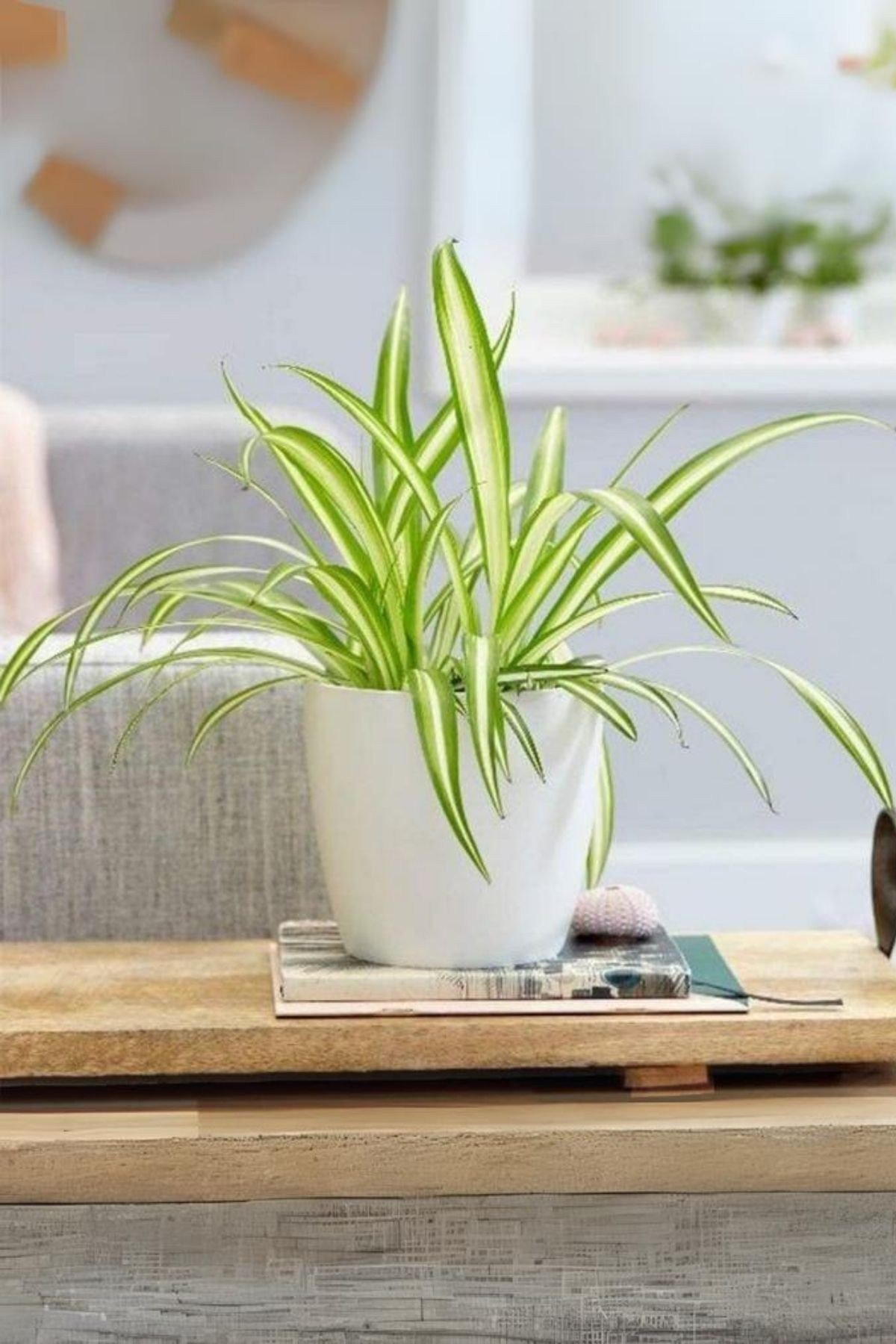 Chlorophytum Comosum - Askılı Kurdele Çiçeği Canlı Salon Bitkisi 25 - 45 cm