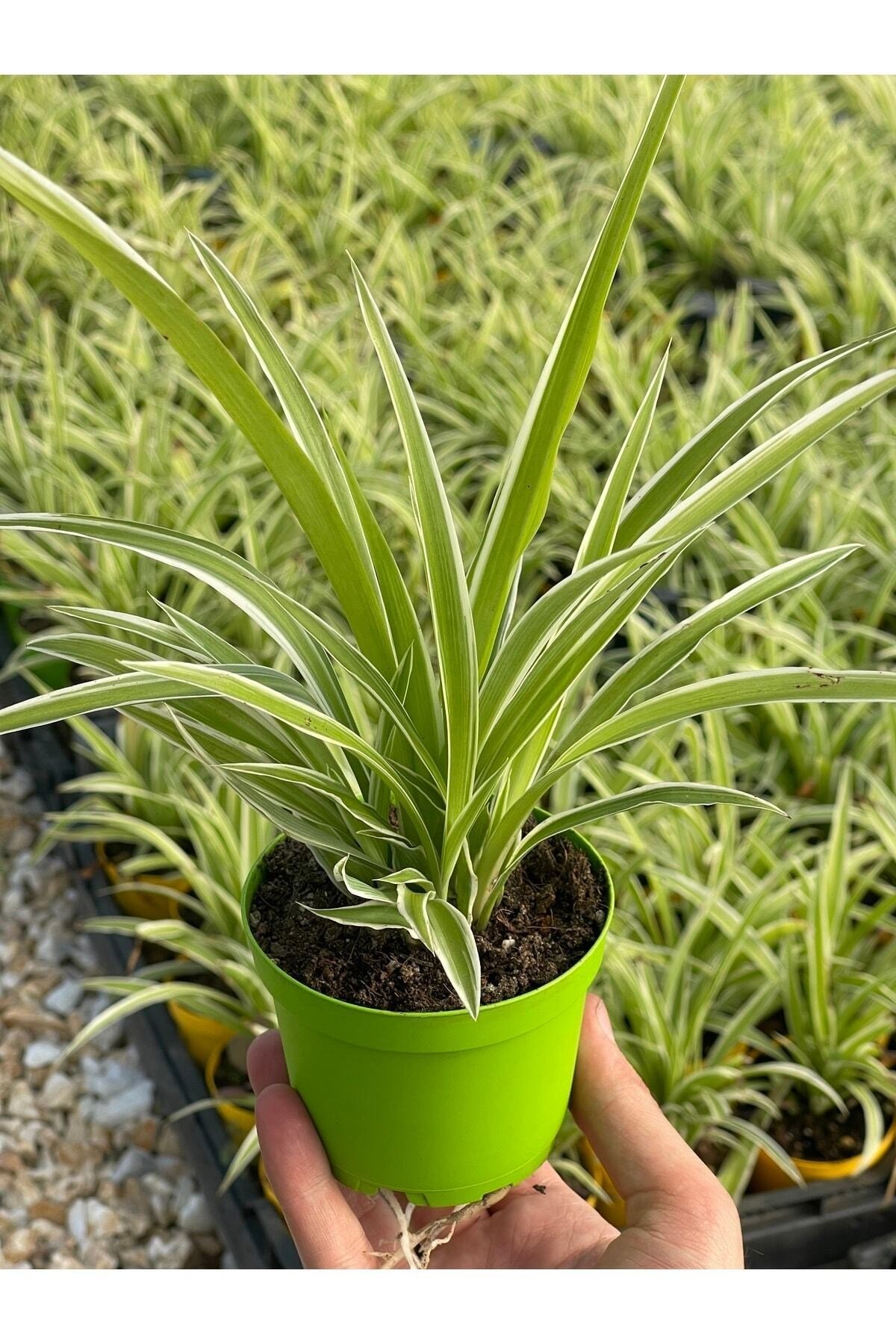 Chlorophytum Comosum Kurdele Çiçeği
