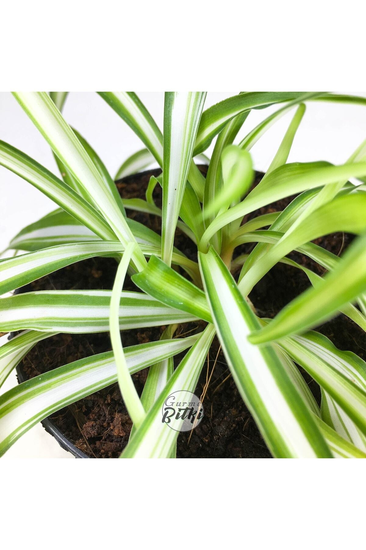 Chlorophytum Comosum Saksılı Kurdele Çiçeği - Spider Plant