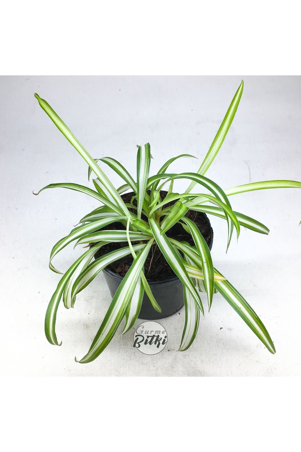 Chlorophytum Comosum Saksılı Kurdele Çiçeği - Spider Plant