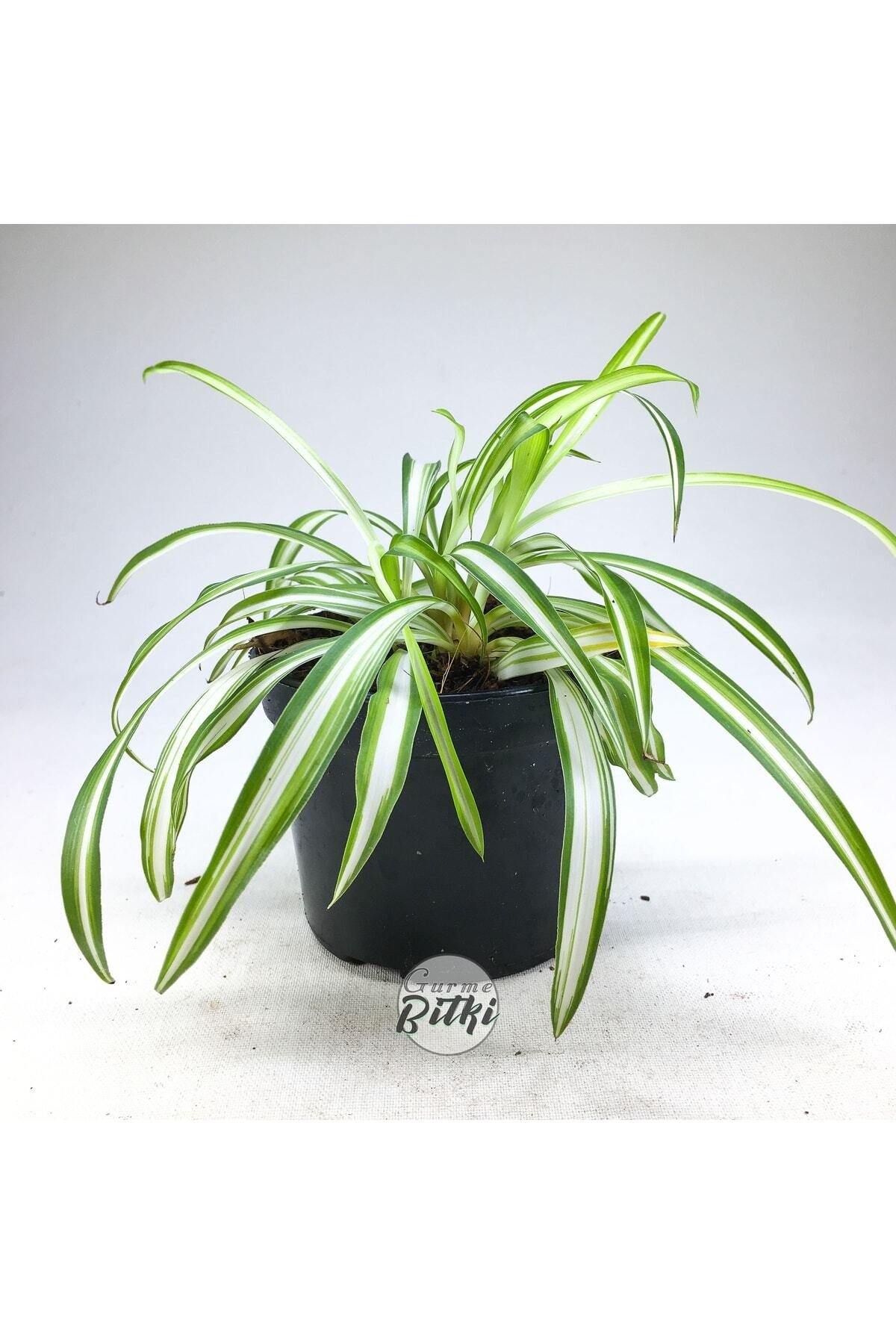 Chlorophytum Comosum Saksılı Kurdele Çiçeği - Spider Plant