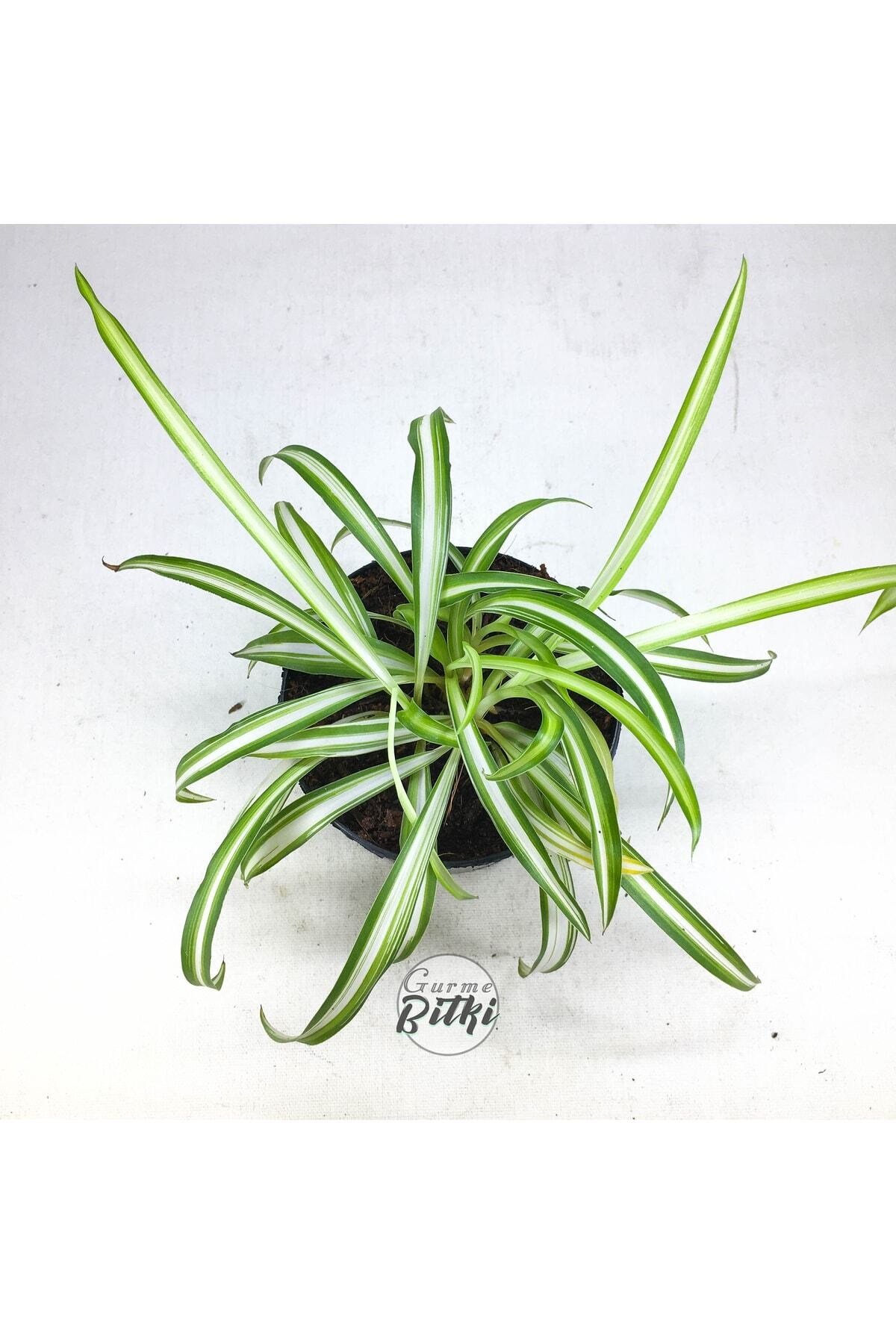 Chlorophytum Comosum Saksılı Kurdele Çiçeği - Spider Plant