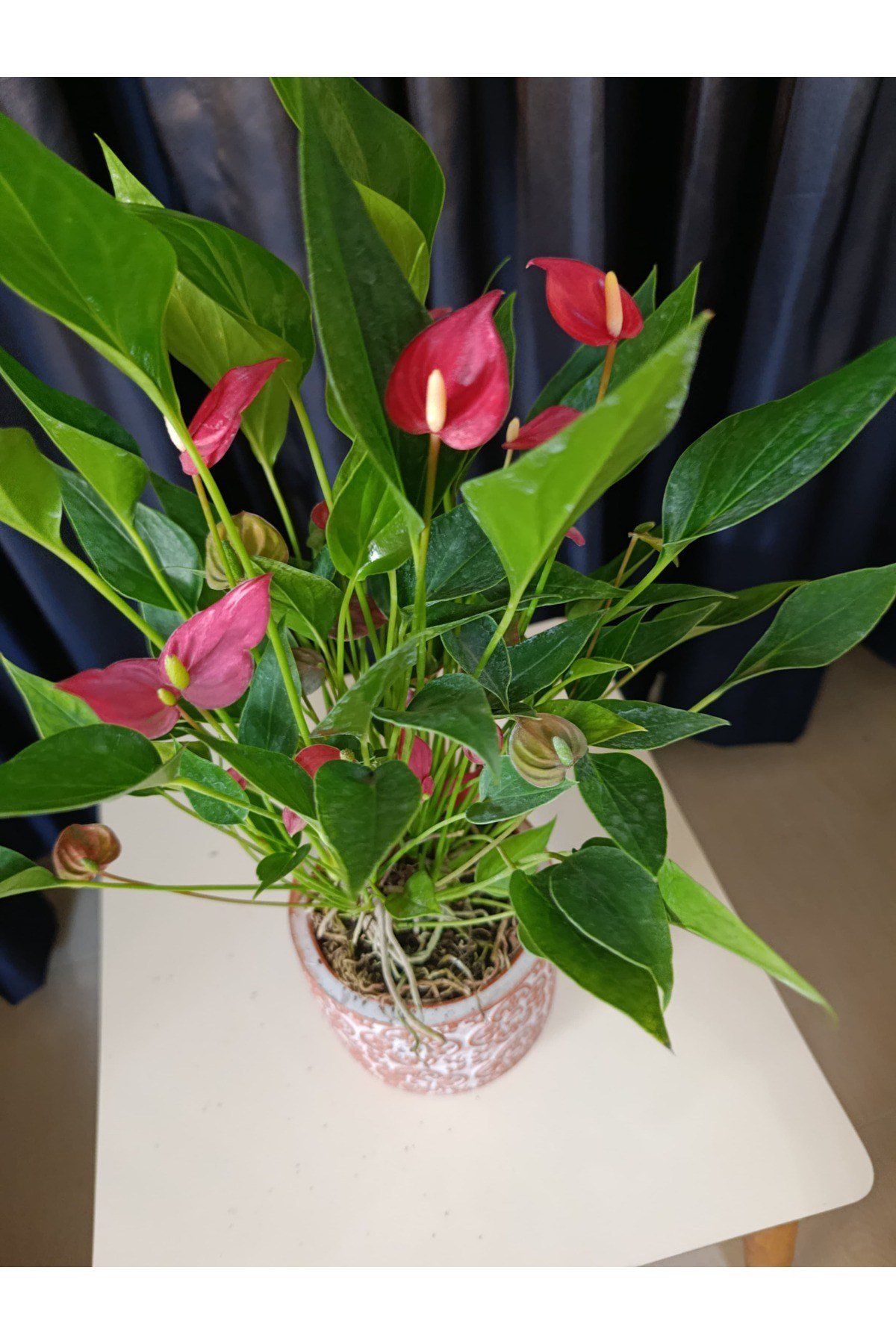 Çiçek Figürlü Taç saksıda Flamingo çiçeği